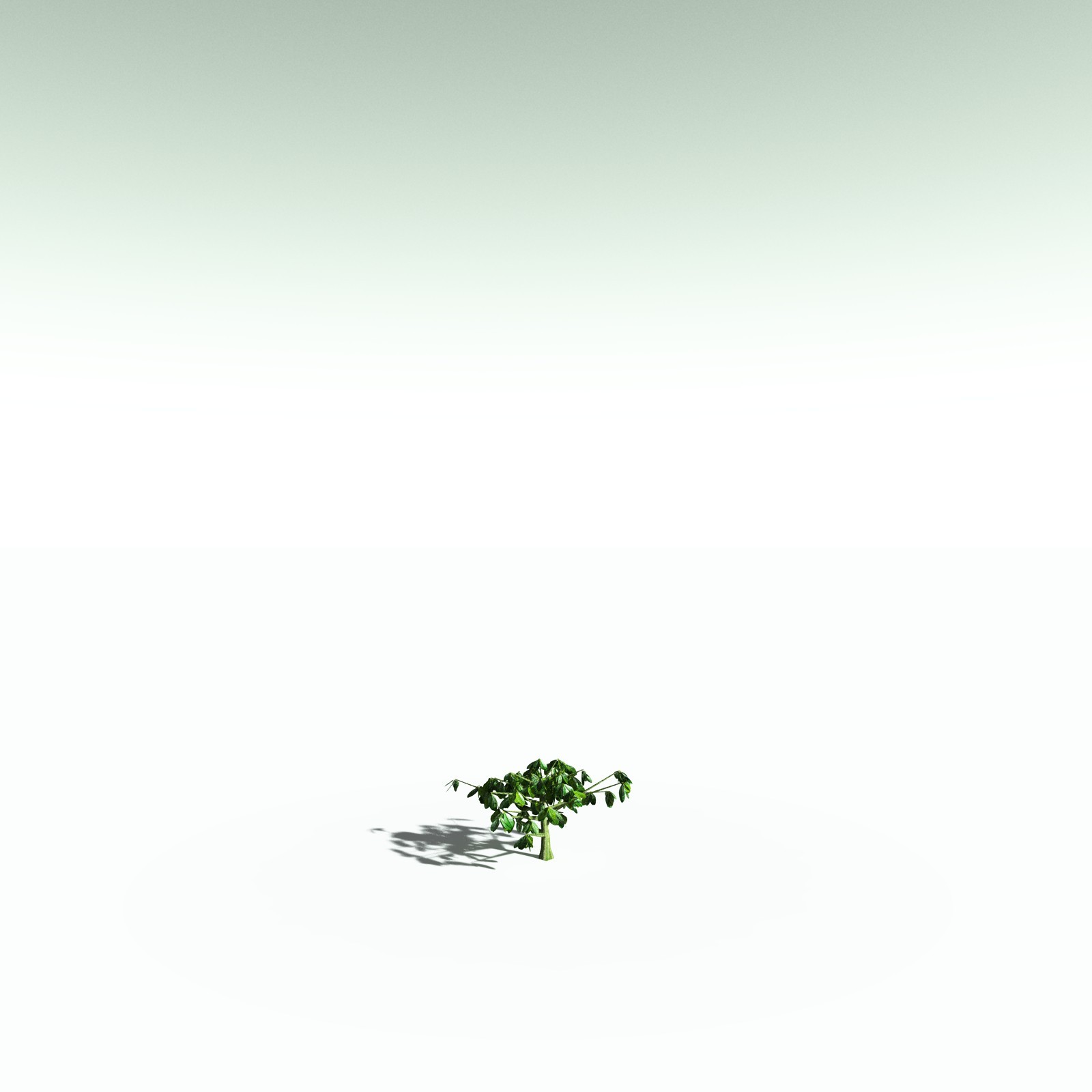 EVERYPlant Banyan Tree for Poser by N/A