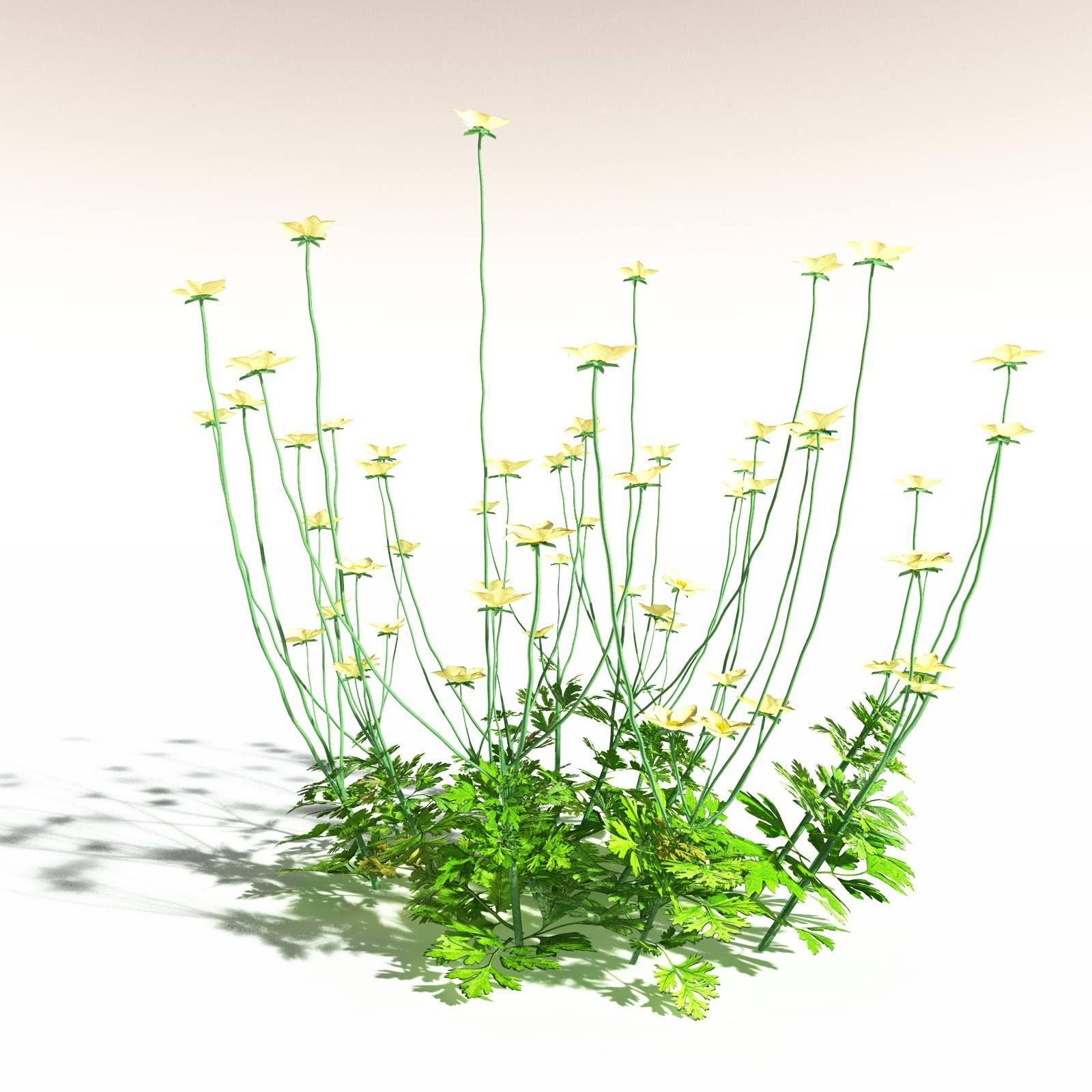 EVERYPlant Western Buttercup for Daz by N/A