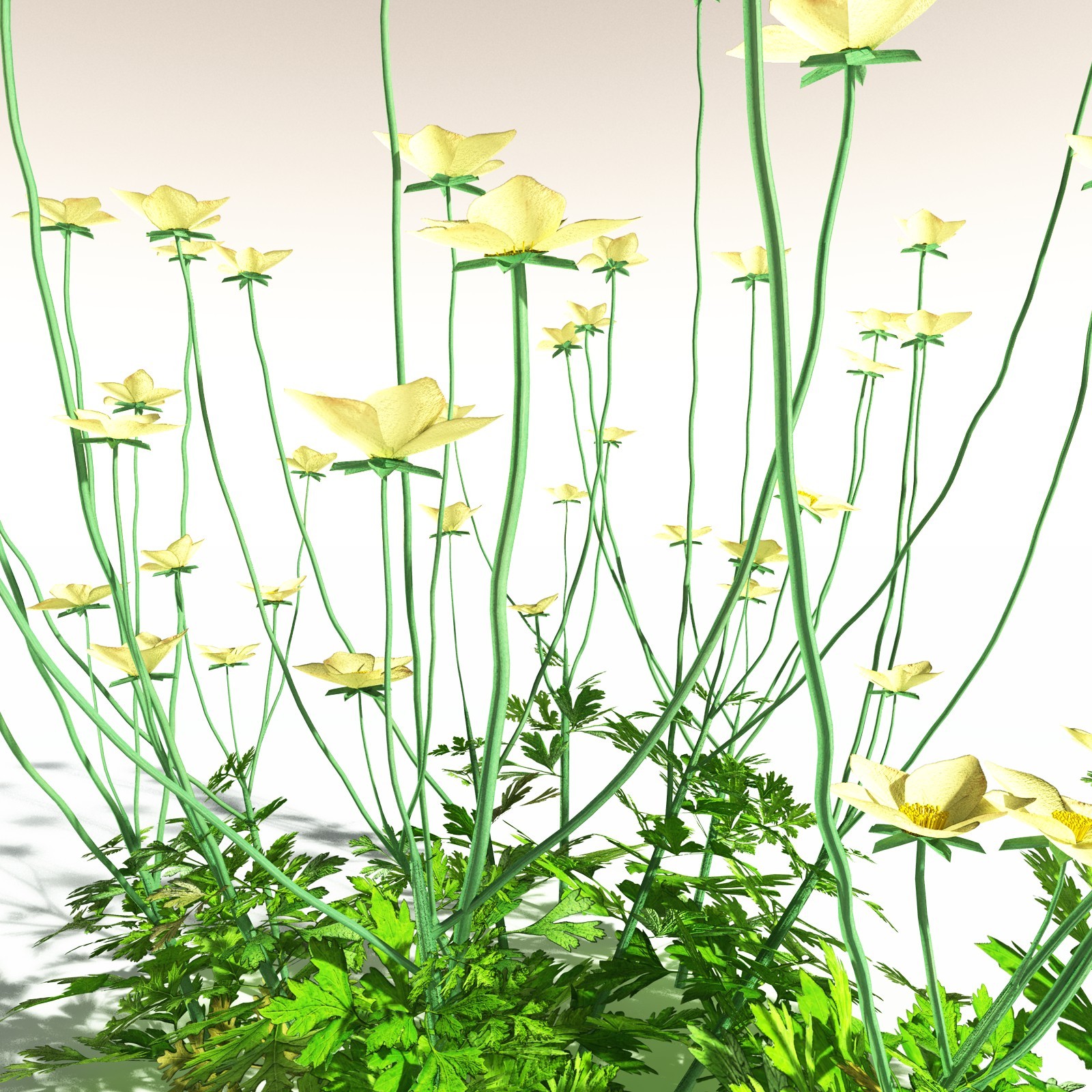 EVERYPlant Western Buttercup for Daz by N/A
