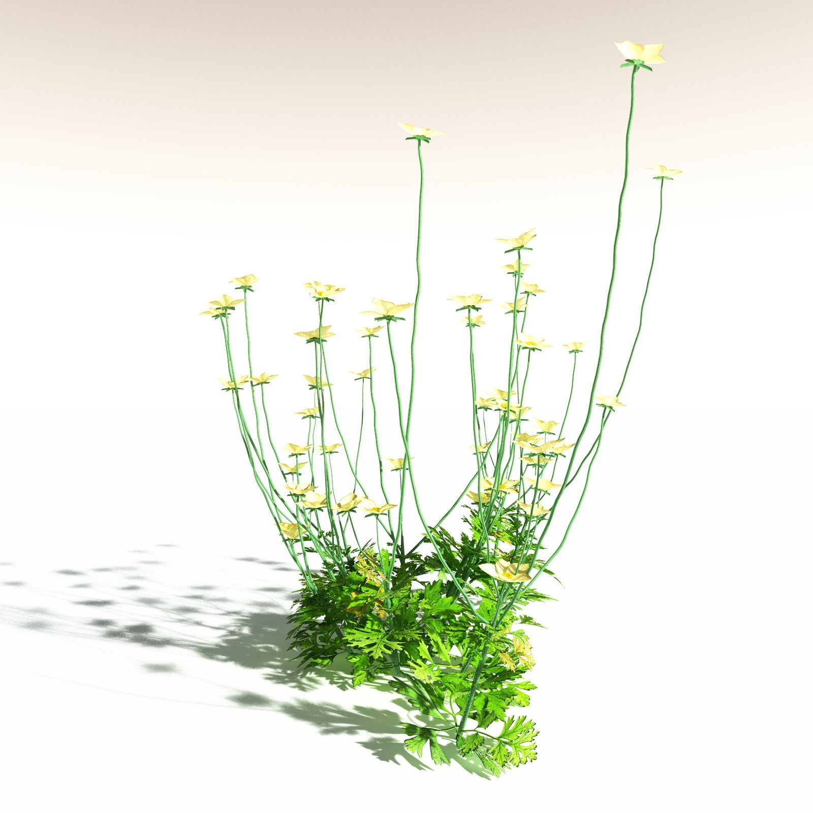 EVERYPlant Western Buttercup for Daz by N/A