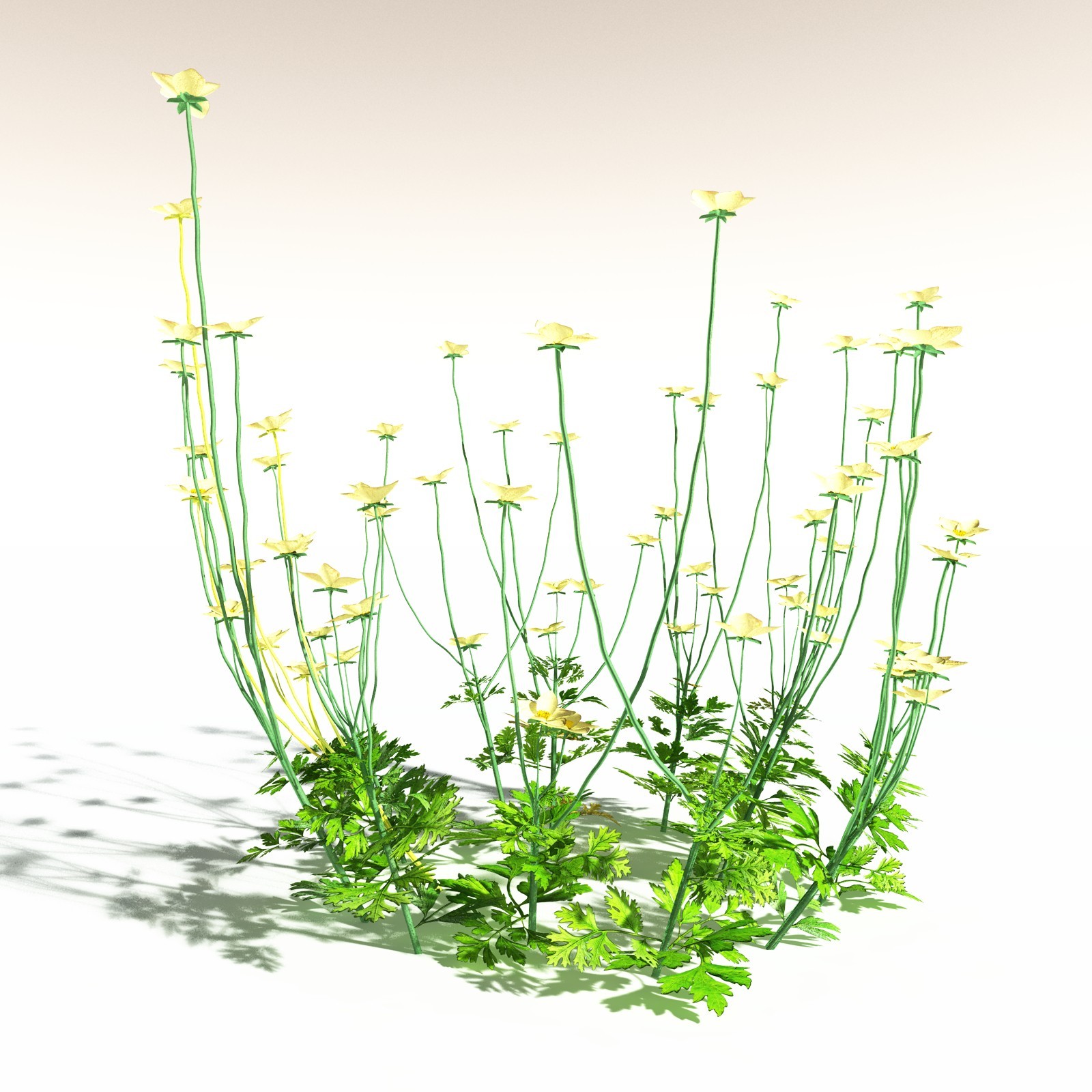 EVERYPlant Western Buttercup for Daz by N/A