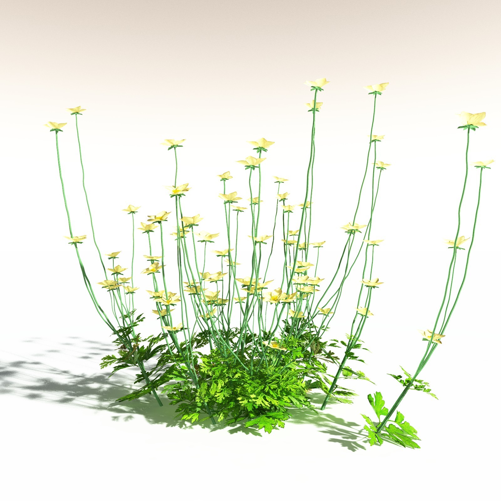 EVERYPlant Western Buttercup for Daz by N/A