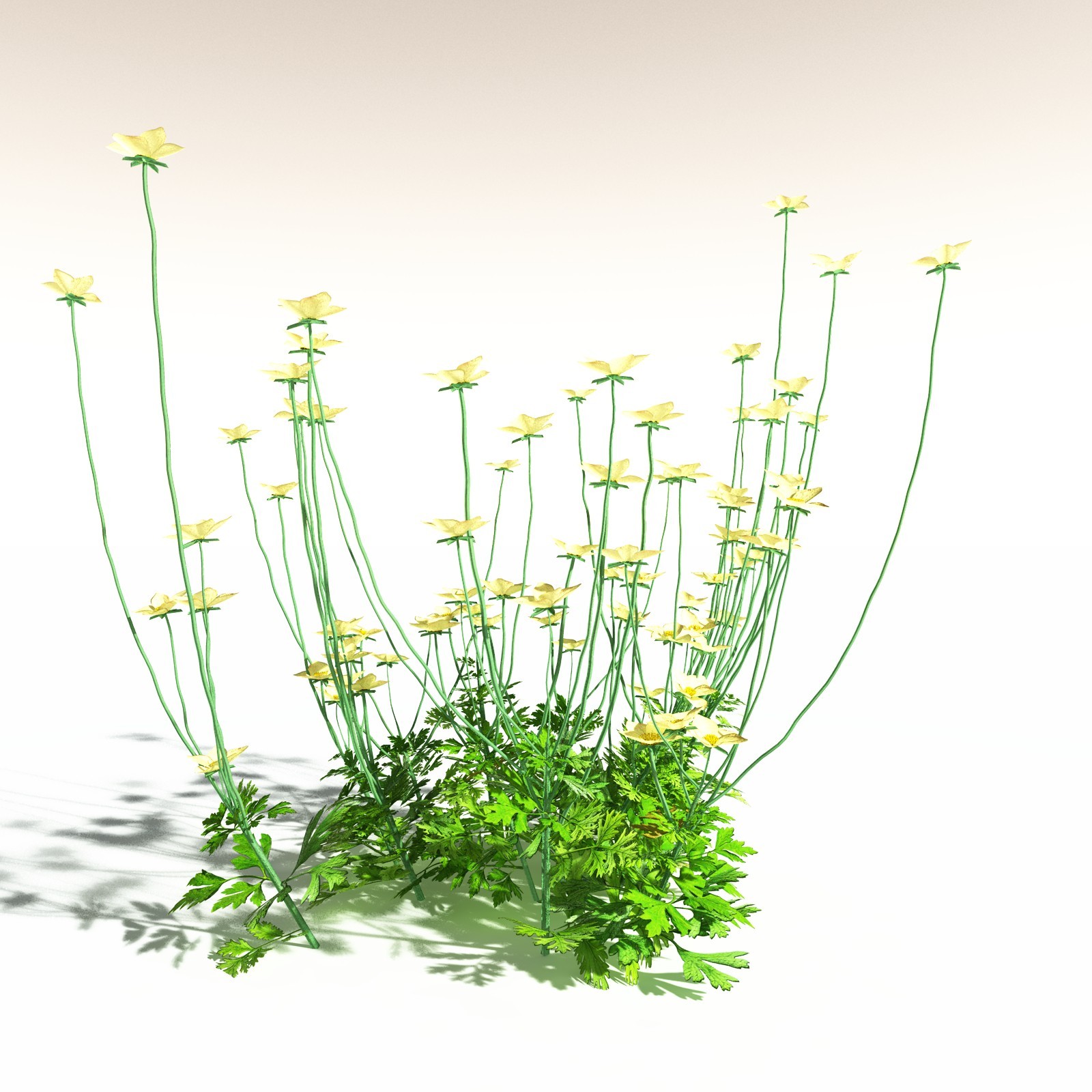 EVERYPlant Western Buttercup for Daz by N/A