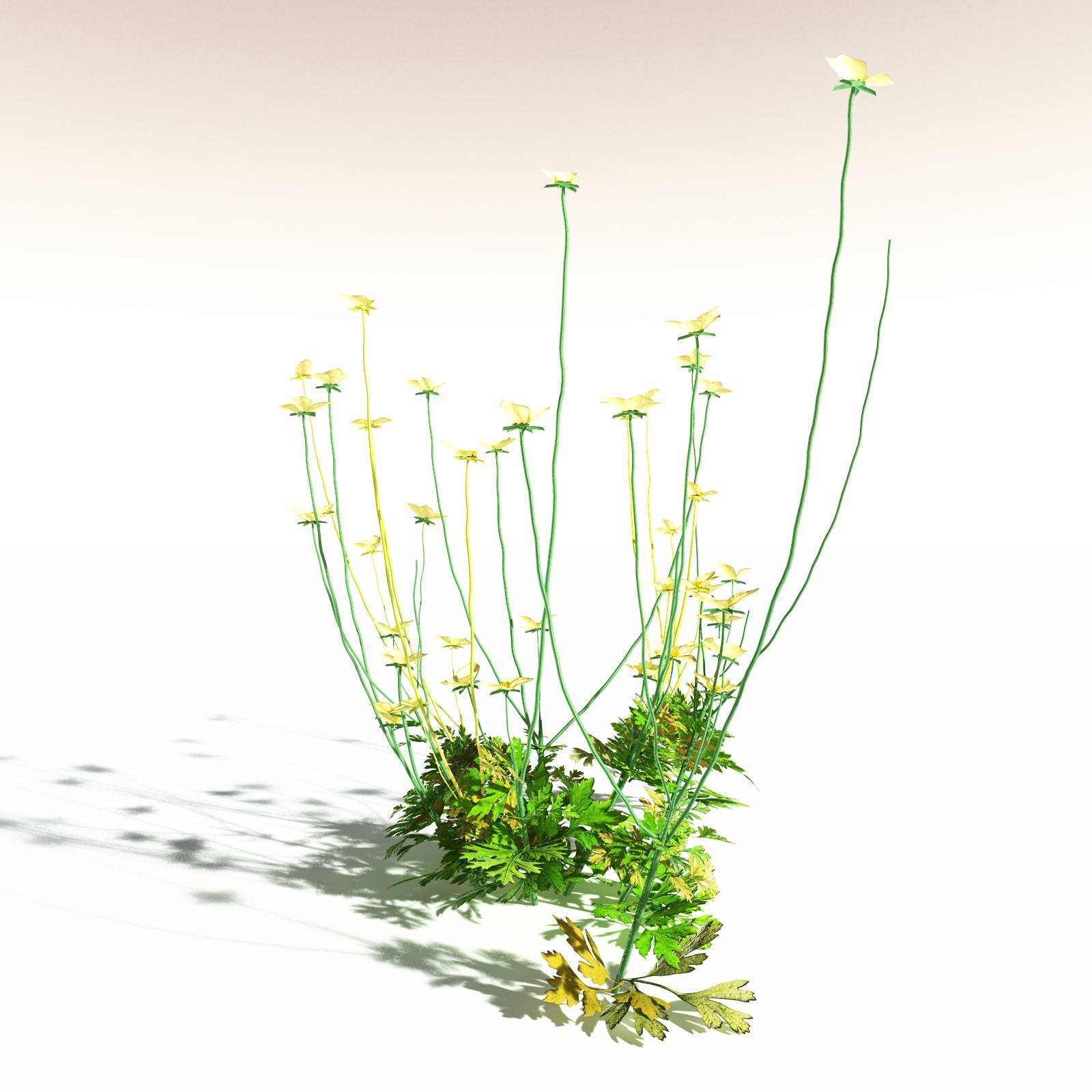 EVERYPlant Western Buttercup for Daz by N/A
