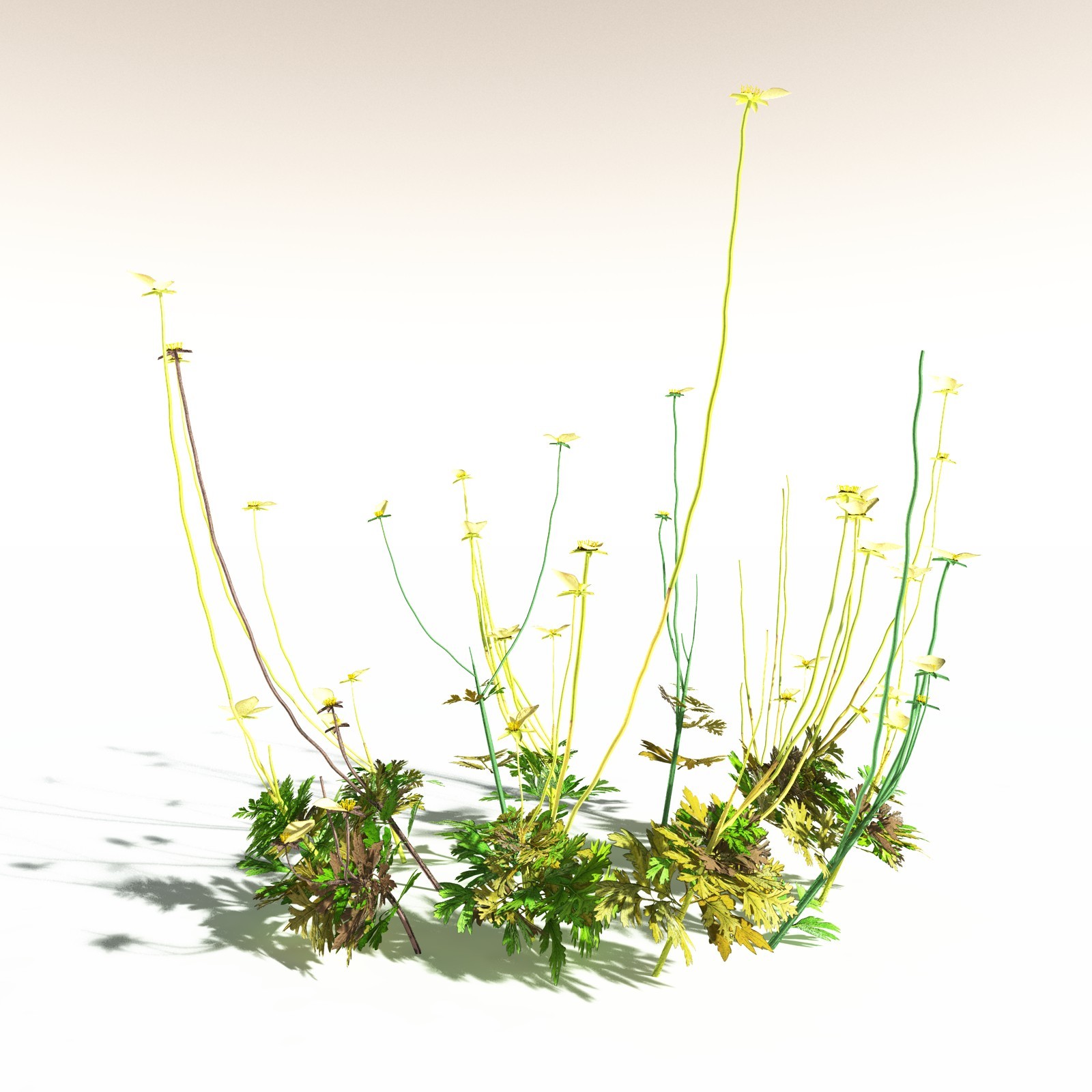 EVERYPlant Western Buttercup for Daz by N/A