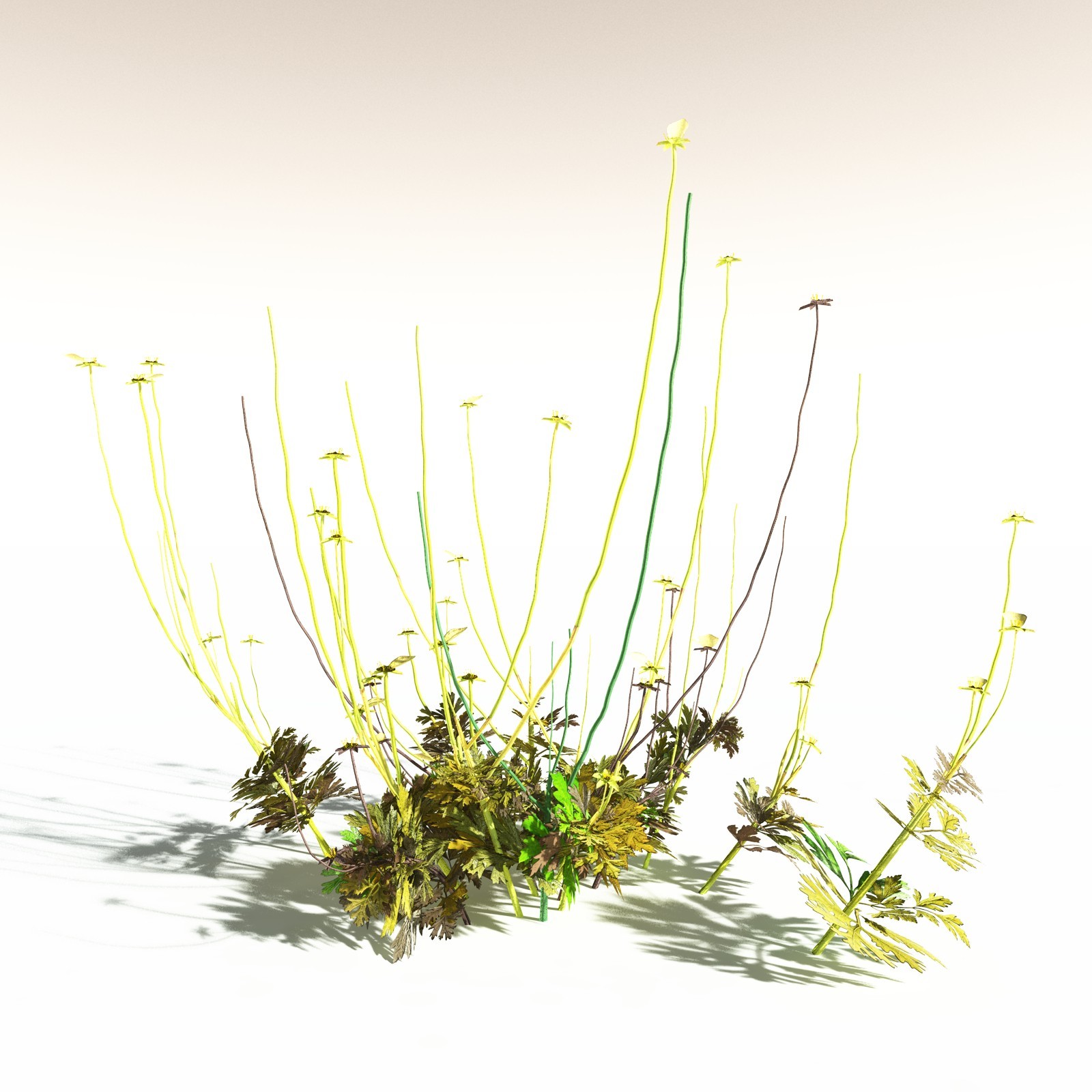 EVERYPlant Western Buttercup for Daz by N/A