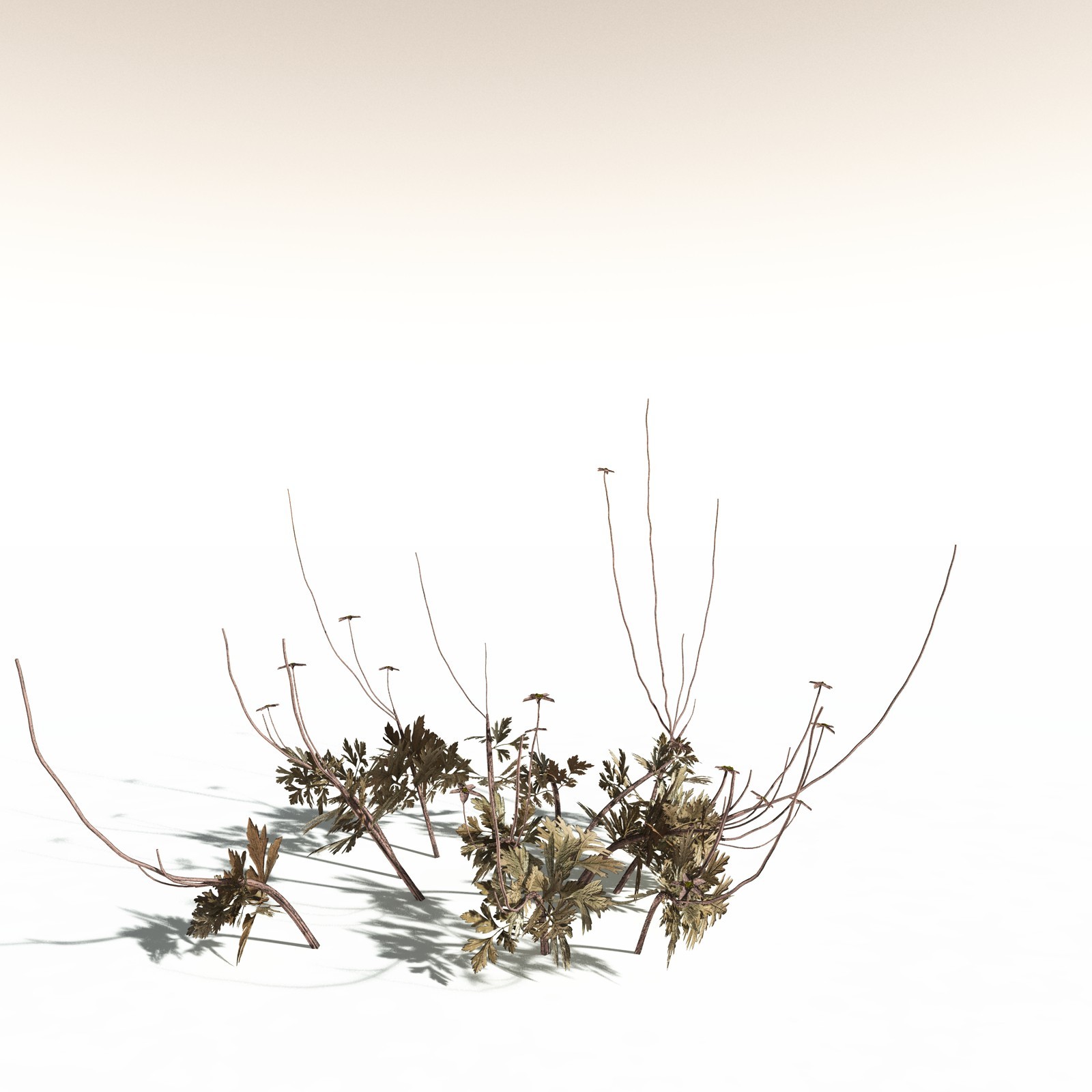 EVERYPlant Western Buttercup for Daz by N/A