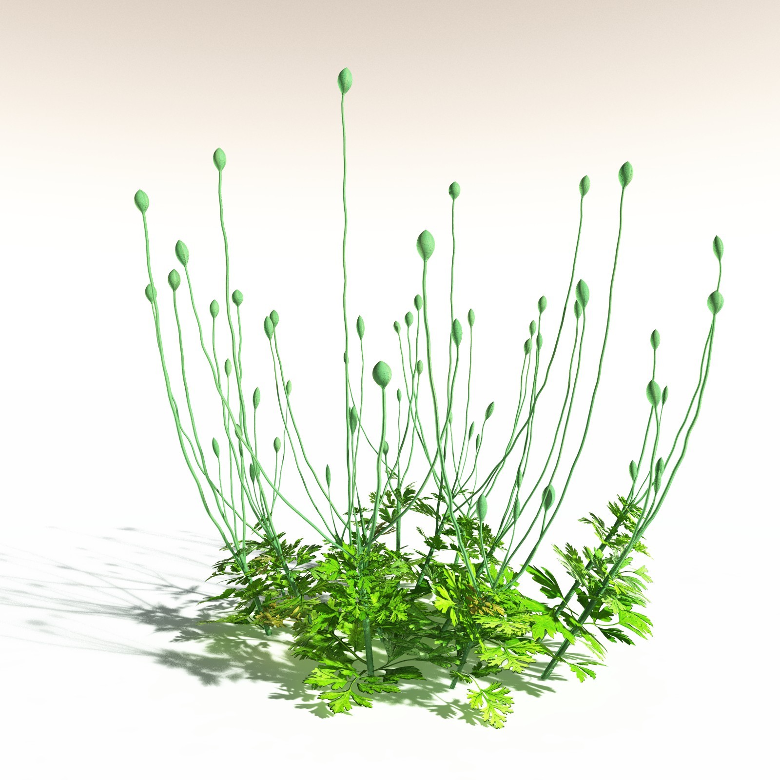 EVERYPlant Western Buttercup for Daz by N/A