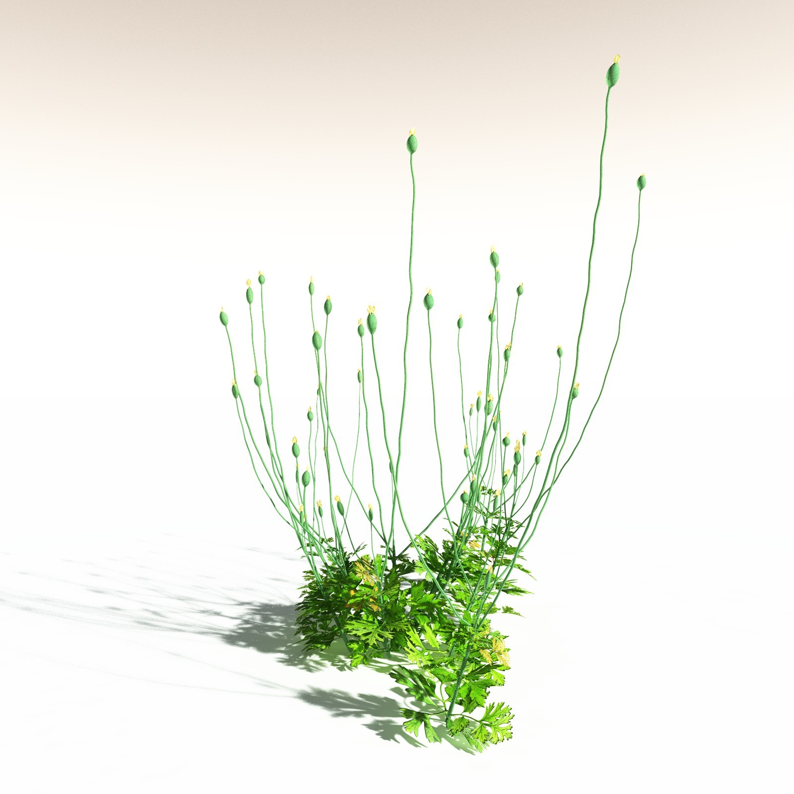 EVERYPlant Western Buttercup for Daz by N/A