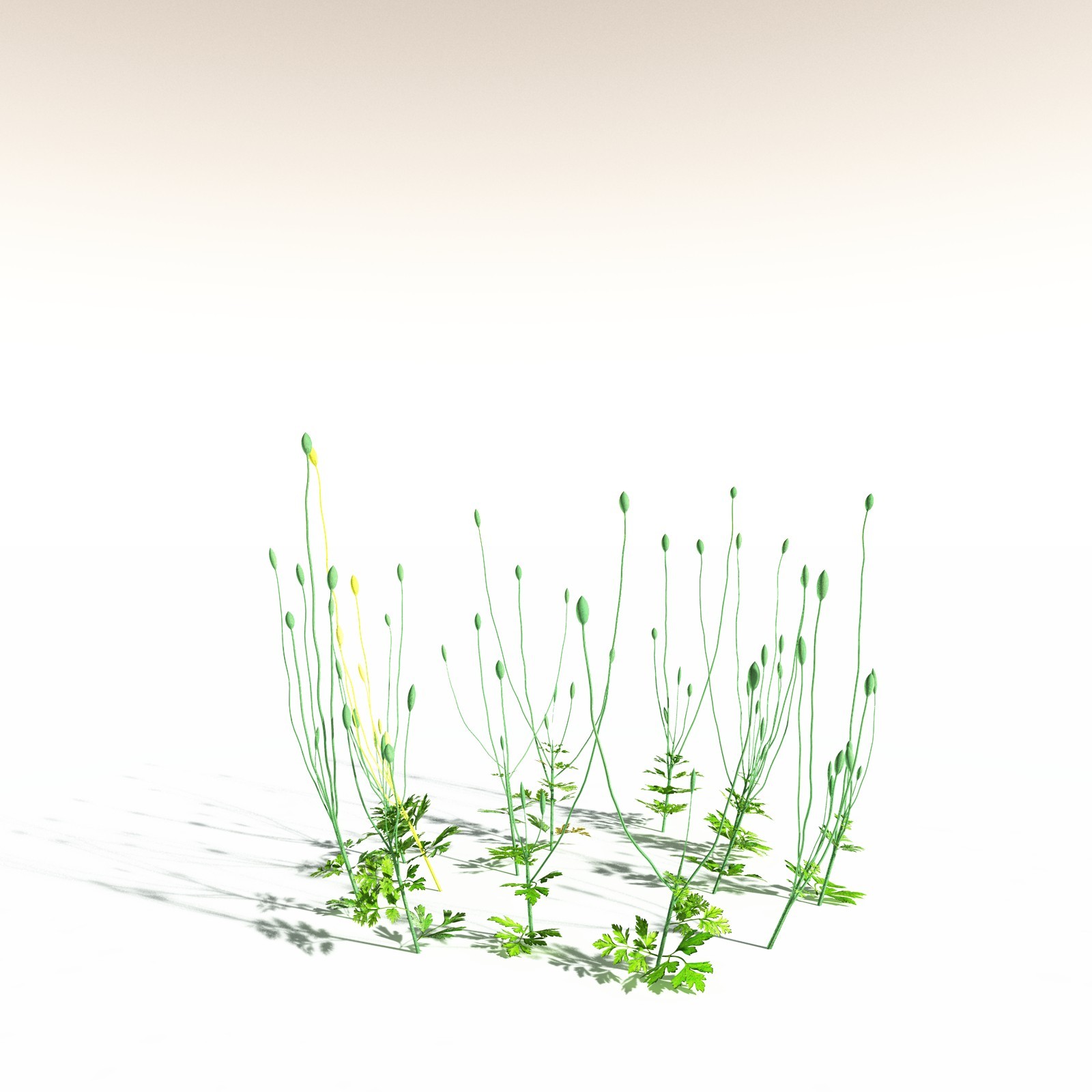 EVERYPlant Western Buttercup for Daz by N/A