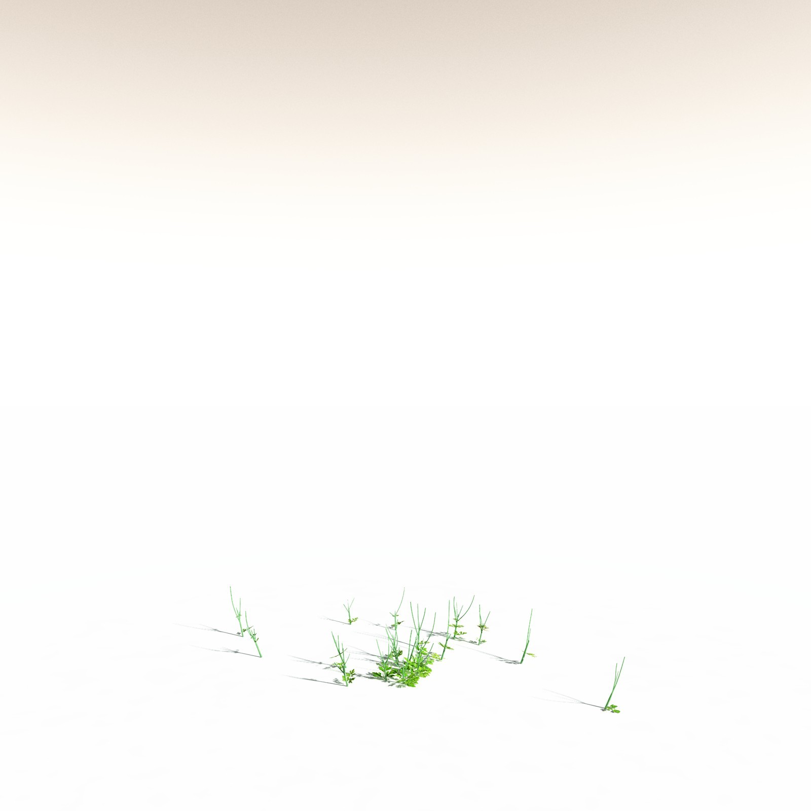 EVERYPlant Western Buttercup for Daz by N/A