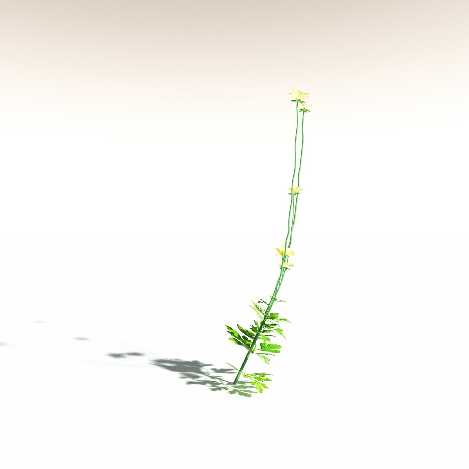 EVERYPlant Western Buttercup for Daz by N/A