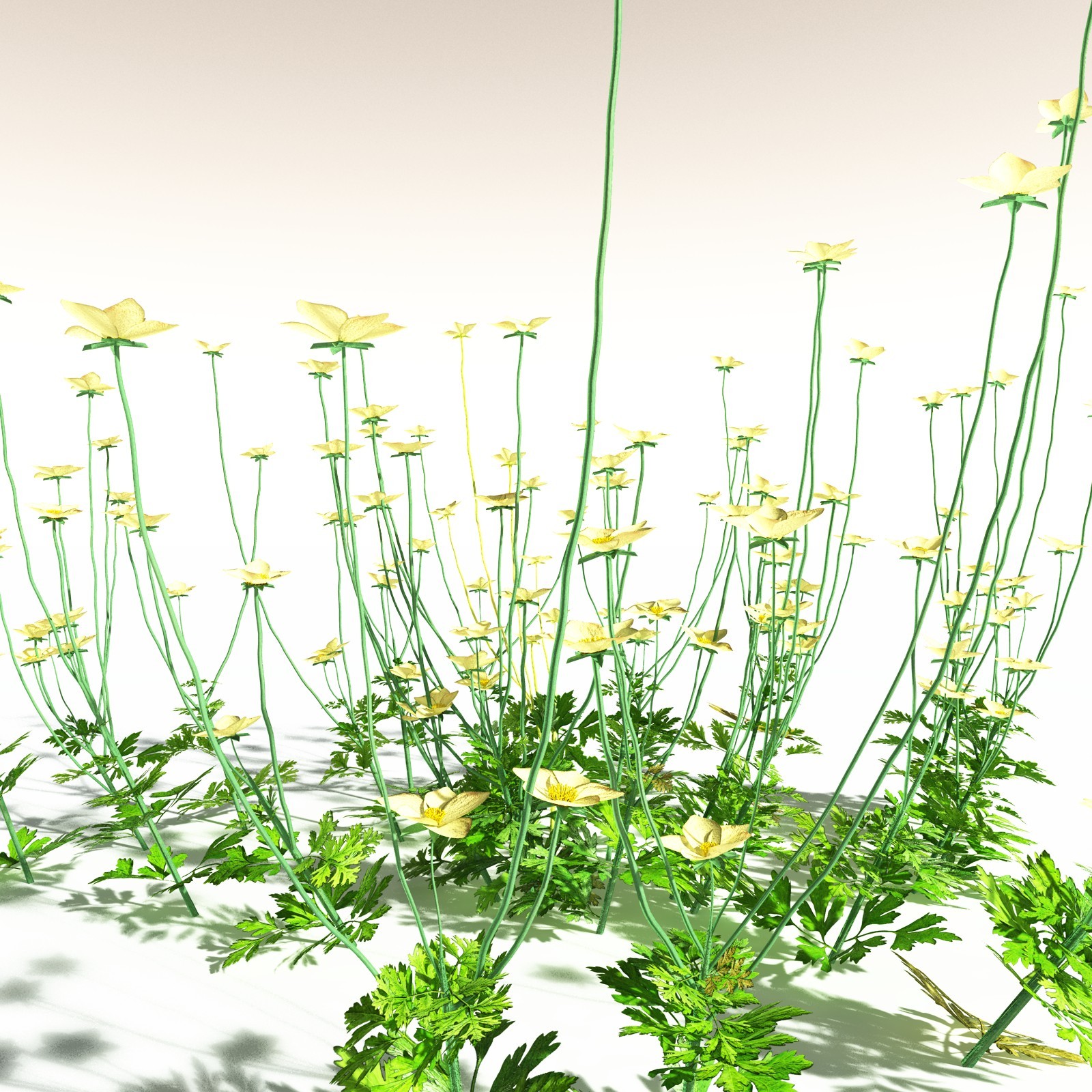 EVERYPlant Western Buttercup for Daz by N/A