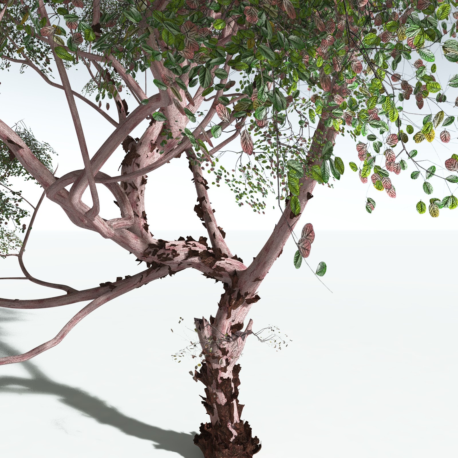EVERYPlant Pacific Madrone for Vue by N/A