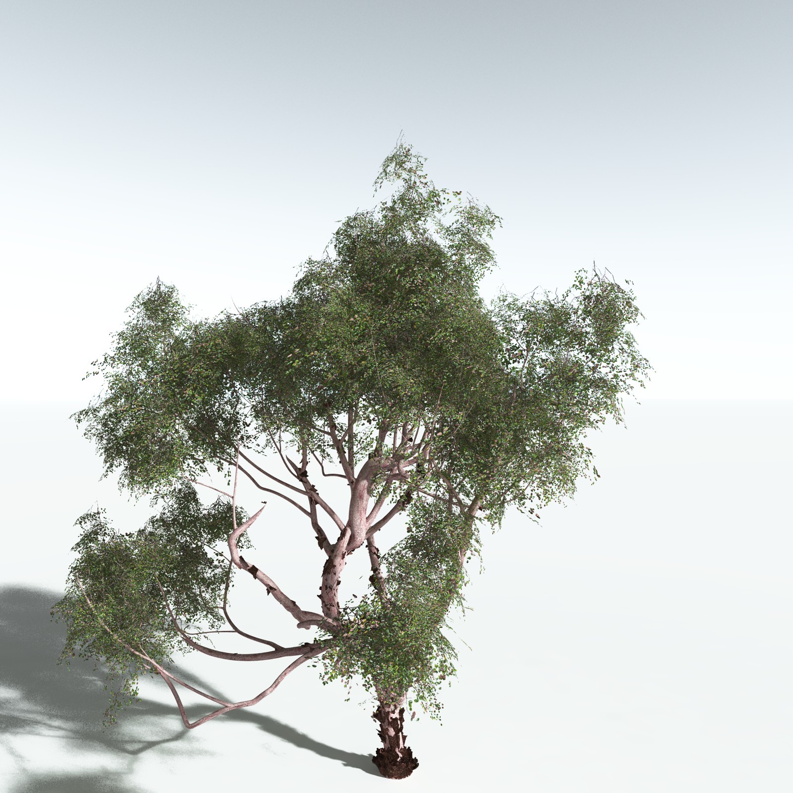 EVERYPlant Pacific Madrone for Vue by N/A
