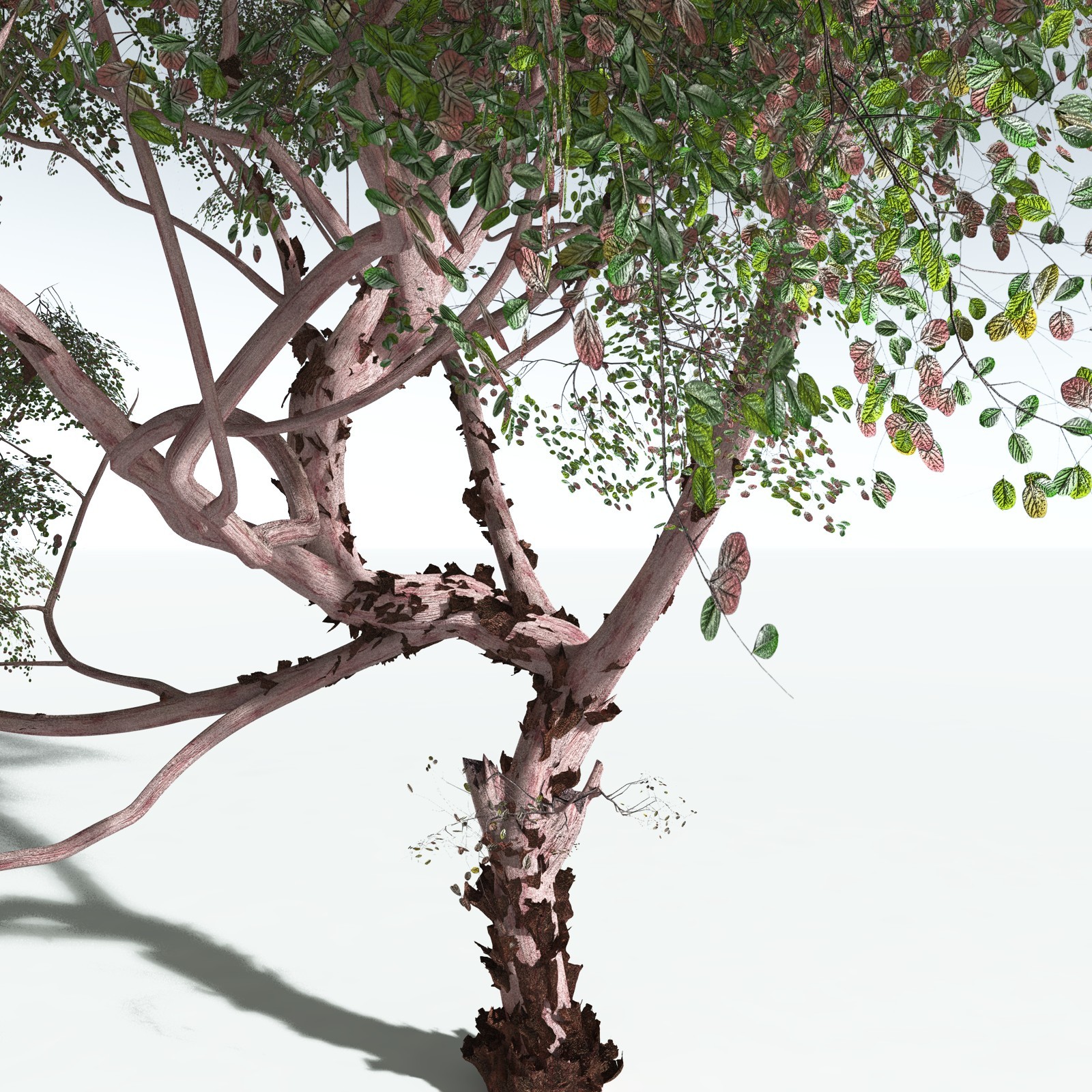EVERYPlant Pacific Madrone for Vue by N/A