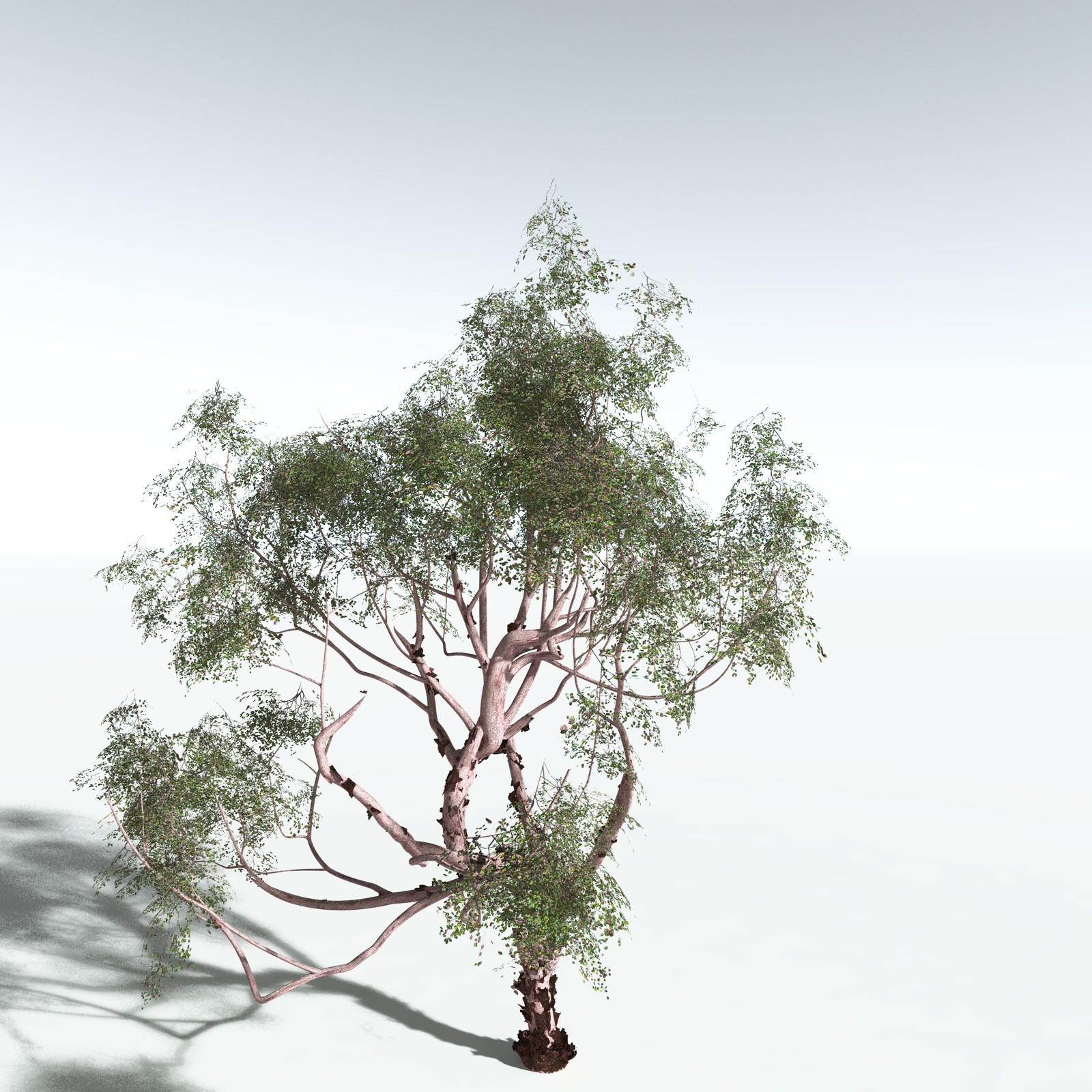 EVERYPlant Pacific Madrone for Vue by N/A