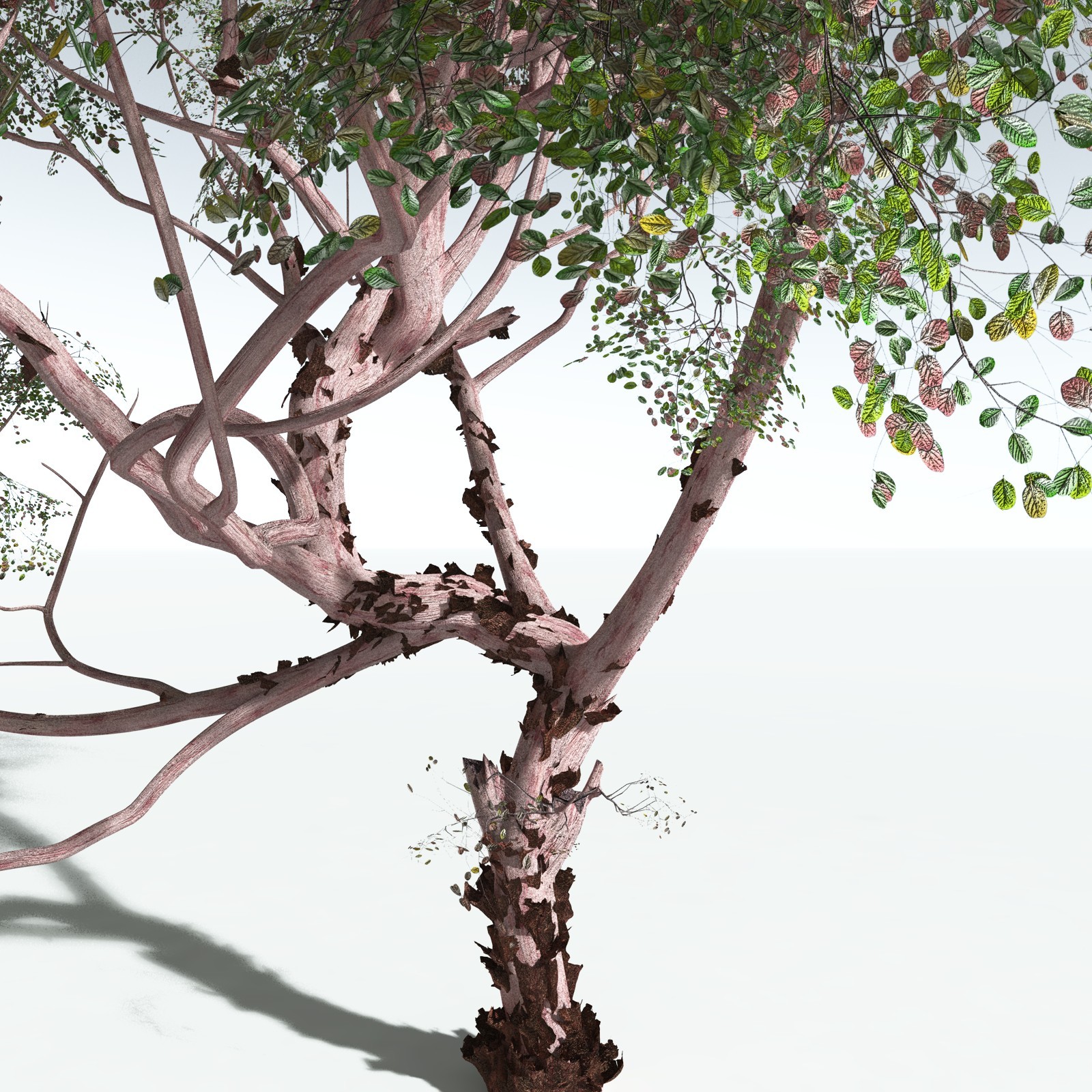EVERYPlant Pacific Madrone for Vue by N/A