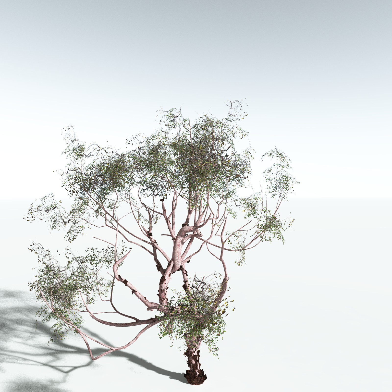 EVERYPlant Pacific Madrone for Vue by N/A