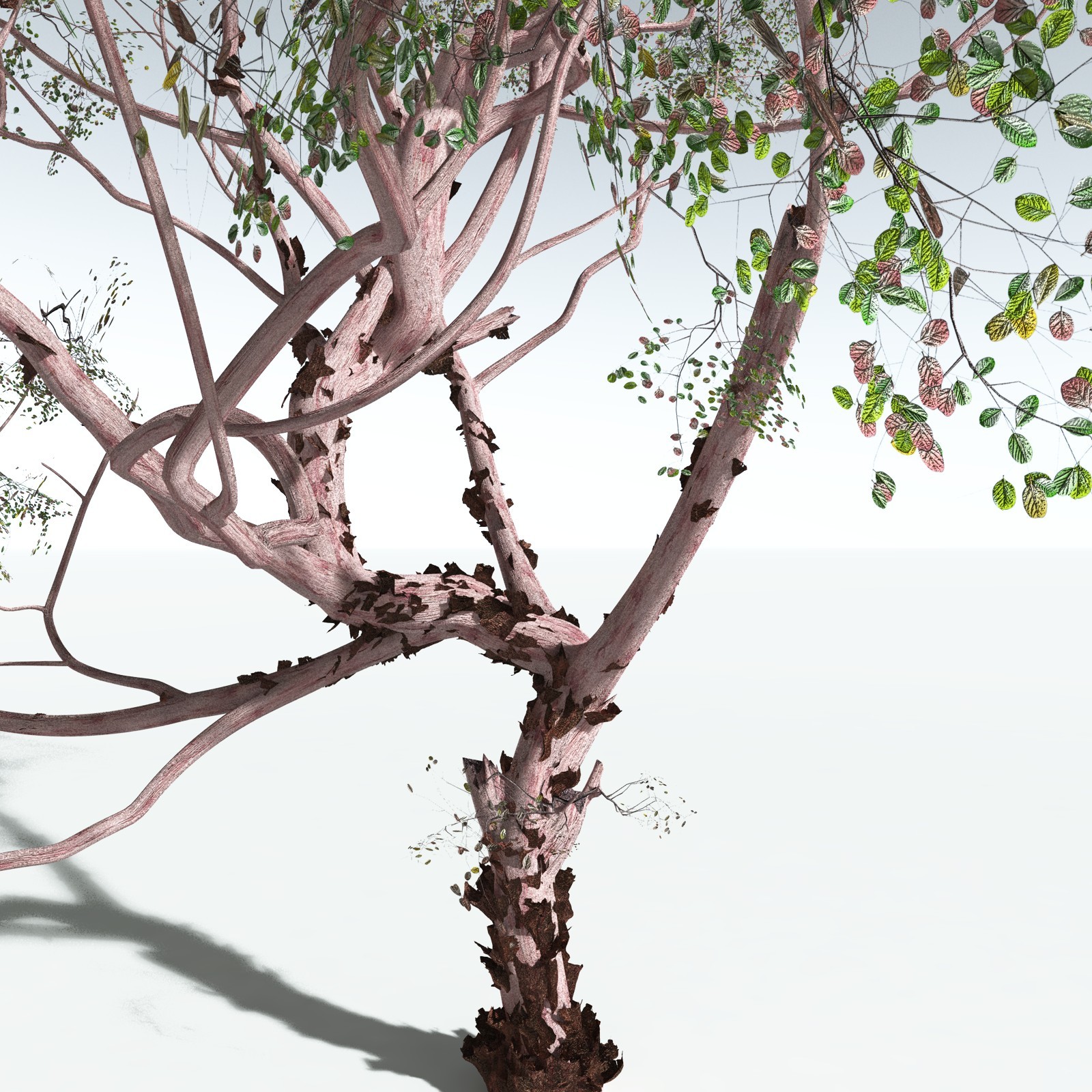 EVERYPlant Pacific Madrone for Vue by N/A