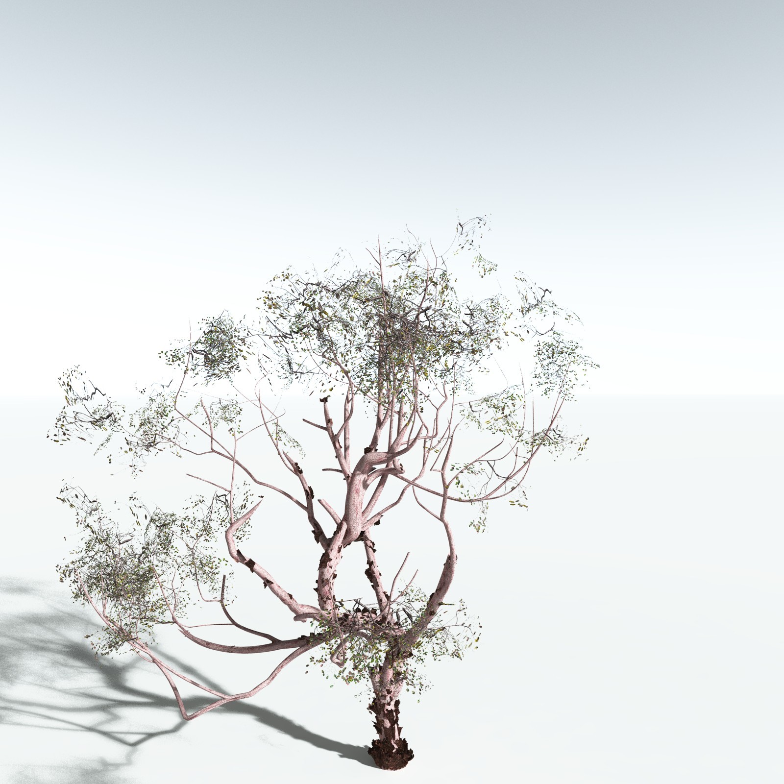 EVERYPlant Pacific Madrone for Vue by N/A