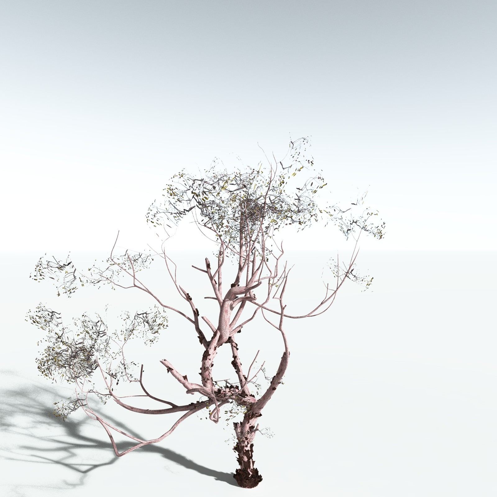 EVERYPlant Pacific Madrone for Vue by N/A