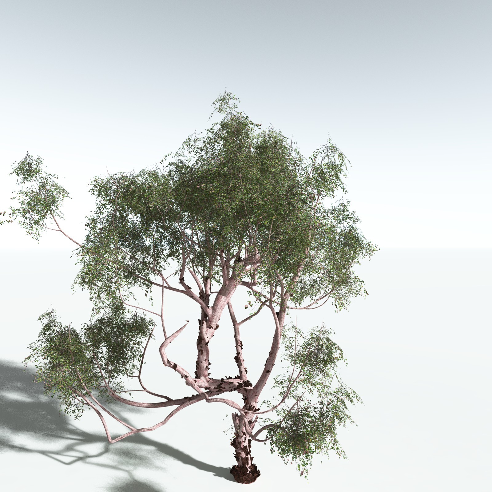 EVERYPlant Pacific Madrone for Vue by N/A