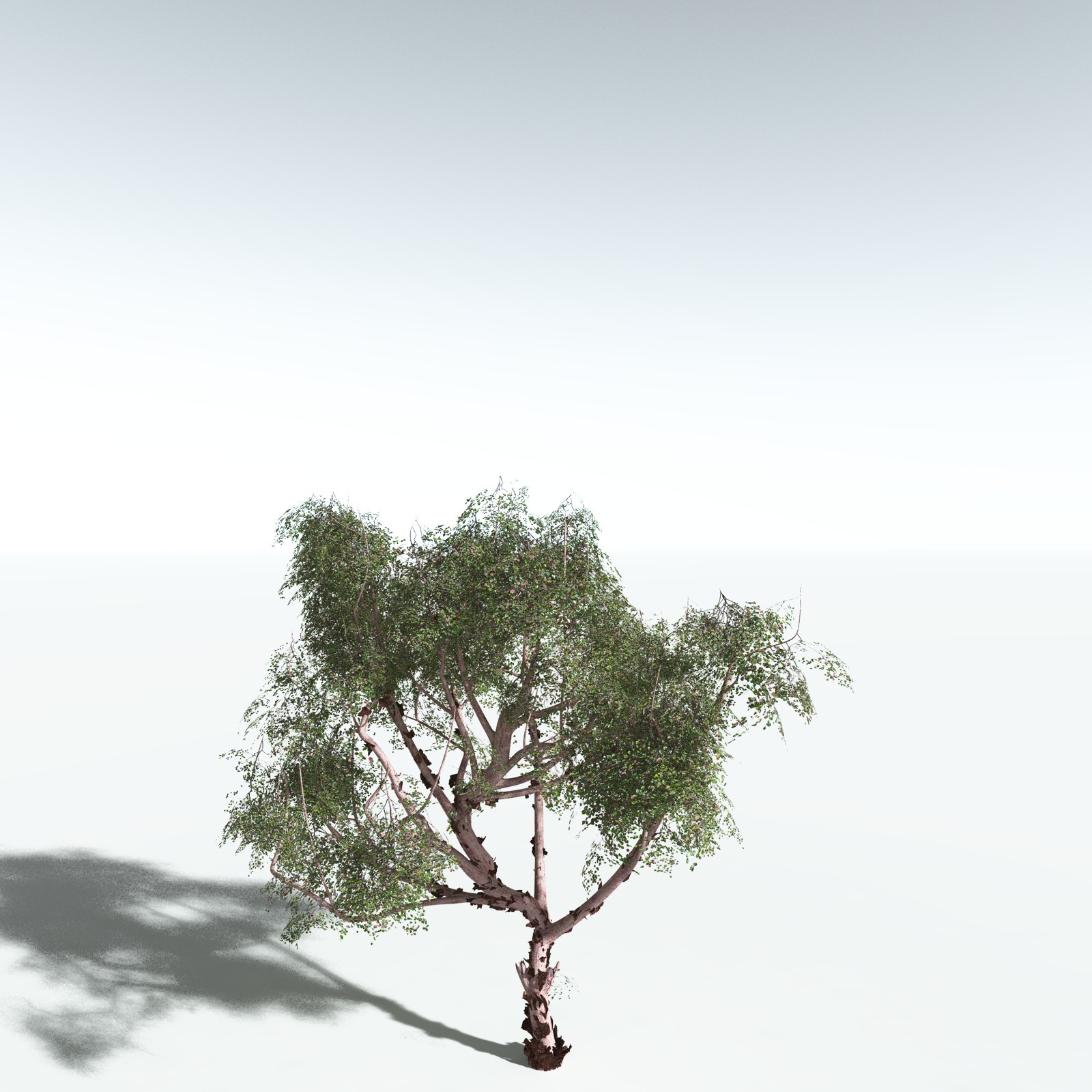 EVERYPlant Pacific Madrone for Vue by N/A