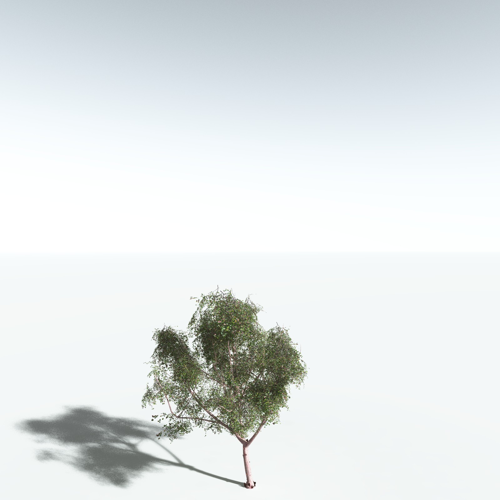 EVERYPlant Pacific Madrone for Vue by N/A