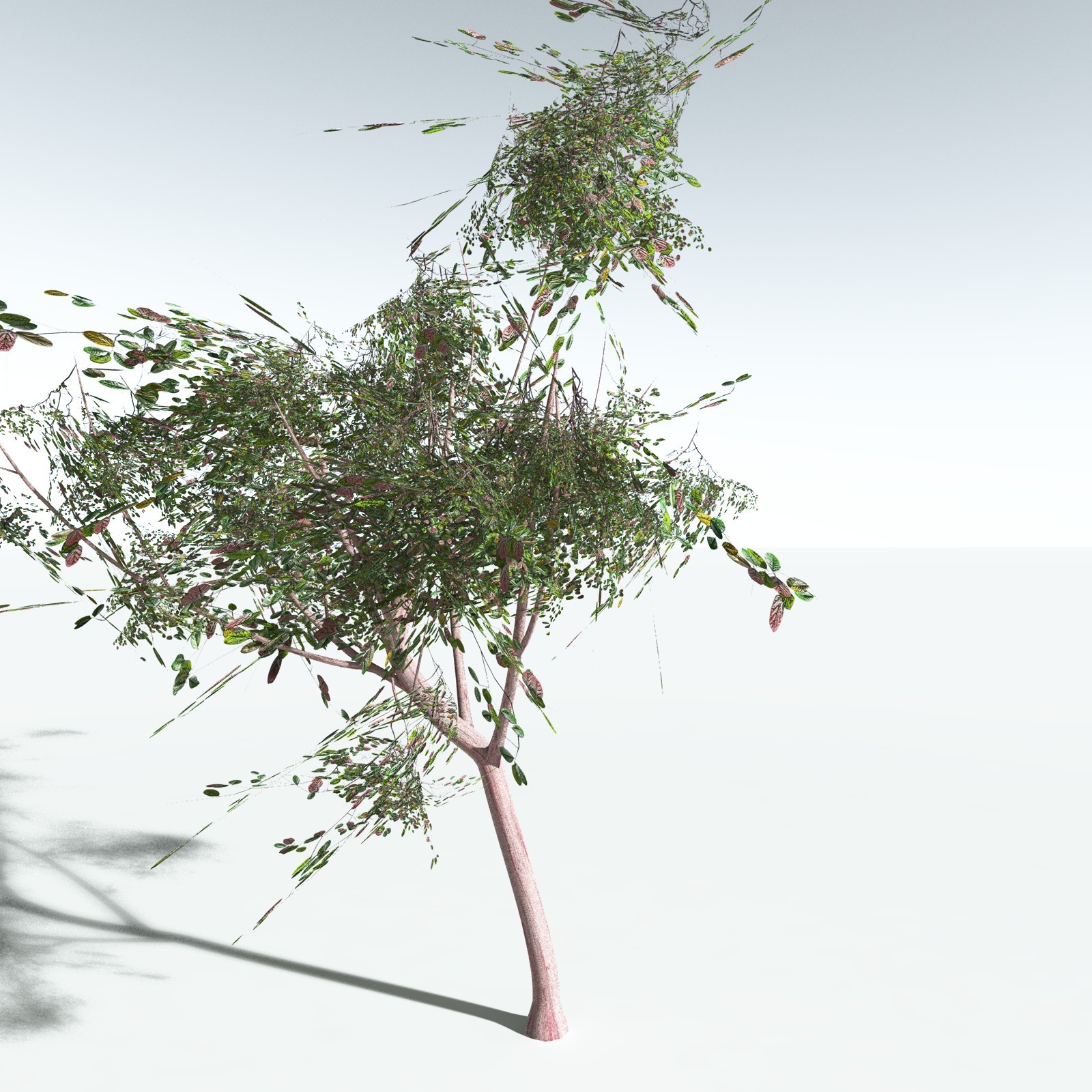 EVERYPlant Pacific Madrone for Vue by N/A