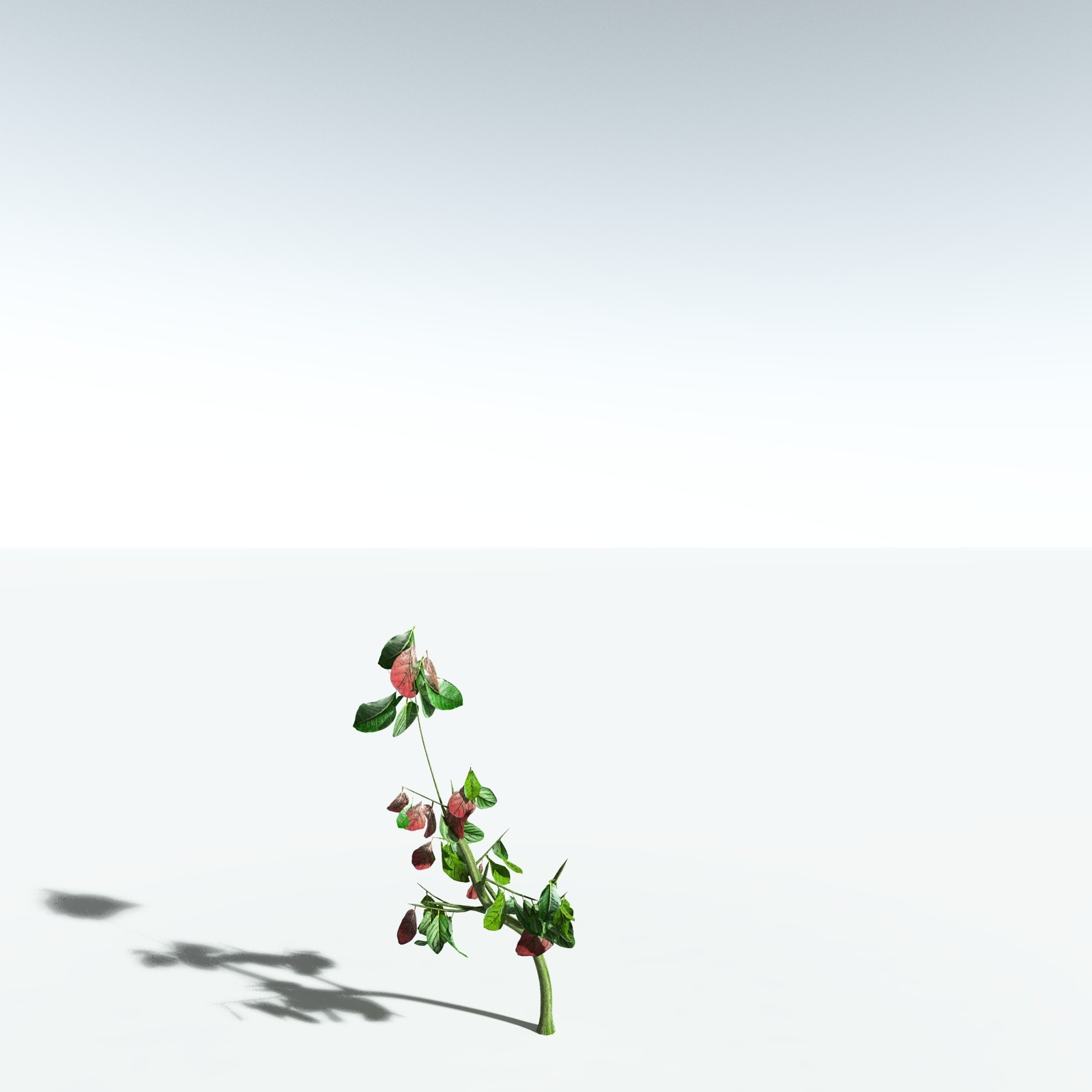 EVERYPlant Pacific Madrone for Vue by N/A