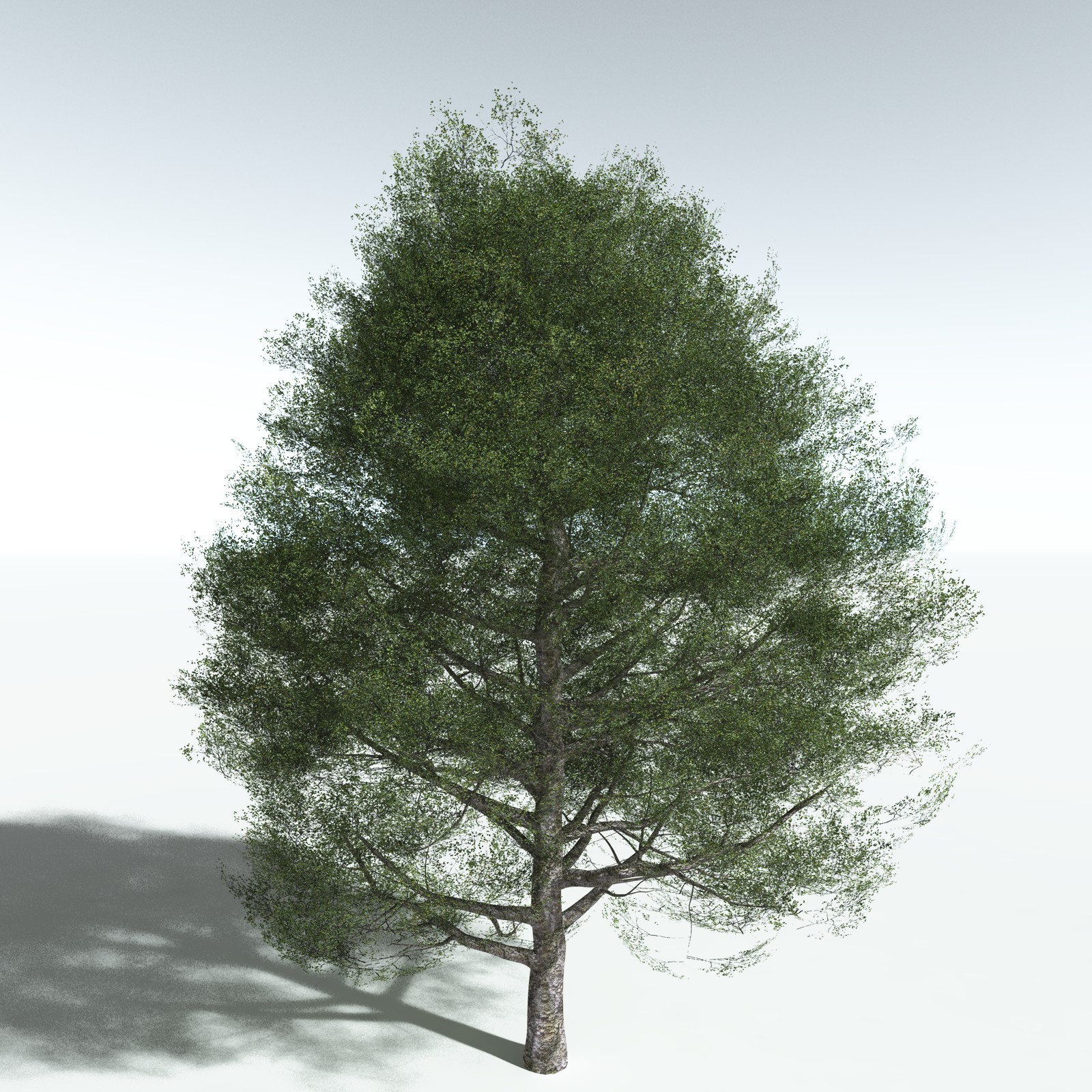 EVERYPlant Red Alder for Vue by N/A