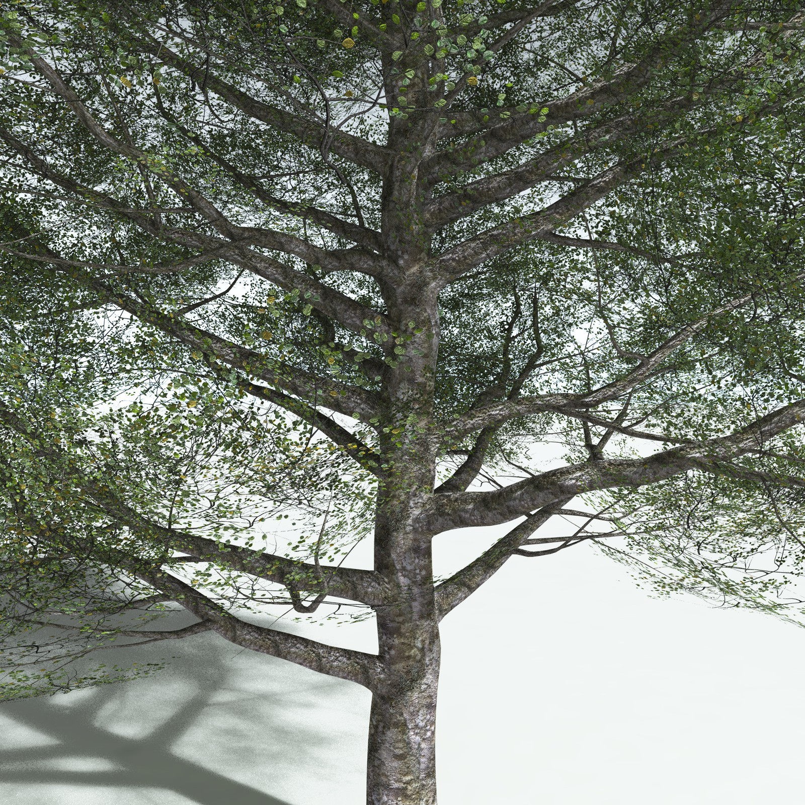 EVERYPlant Red Alder for Vue by N/A