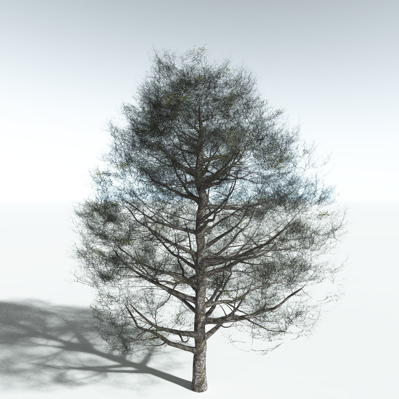 EVERYPlant Red Alder for Vue by N/A