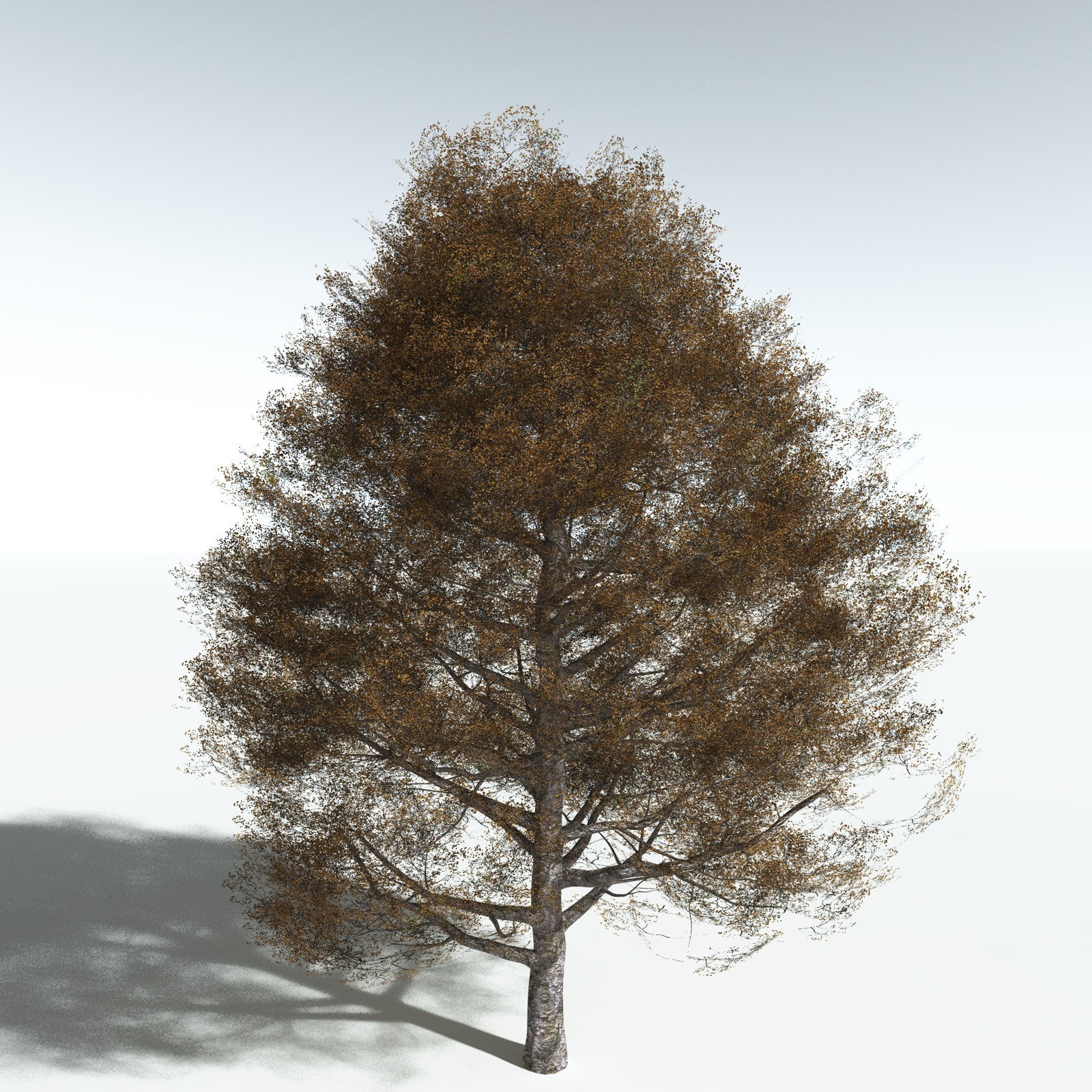EVERYPlant Red Alder for Vue by N/A