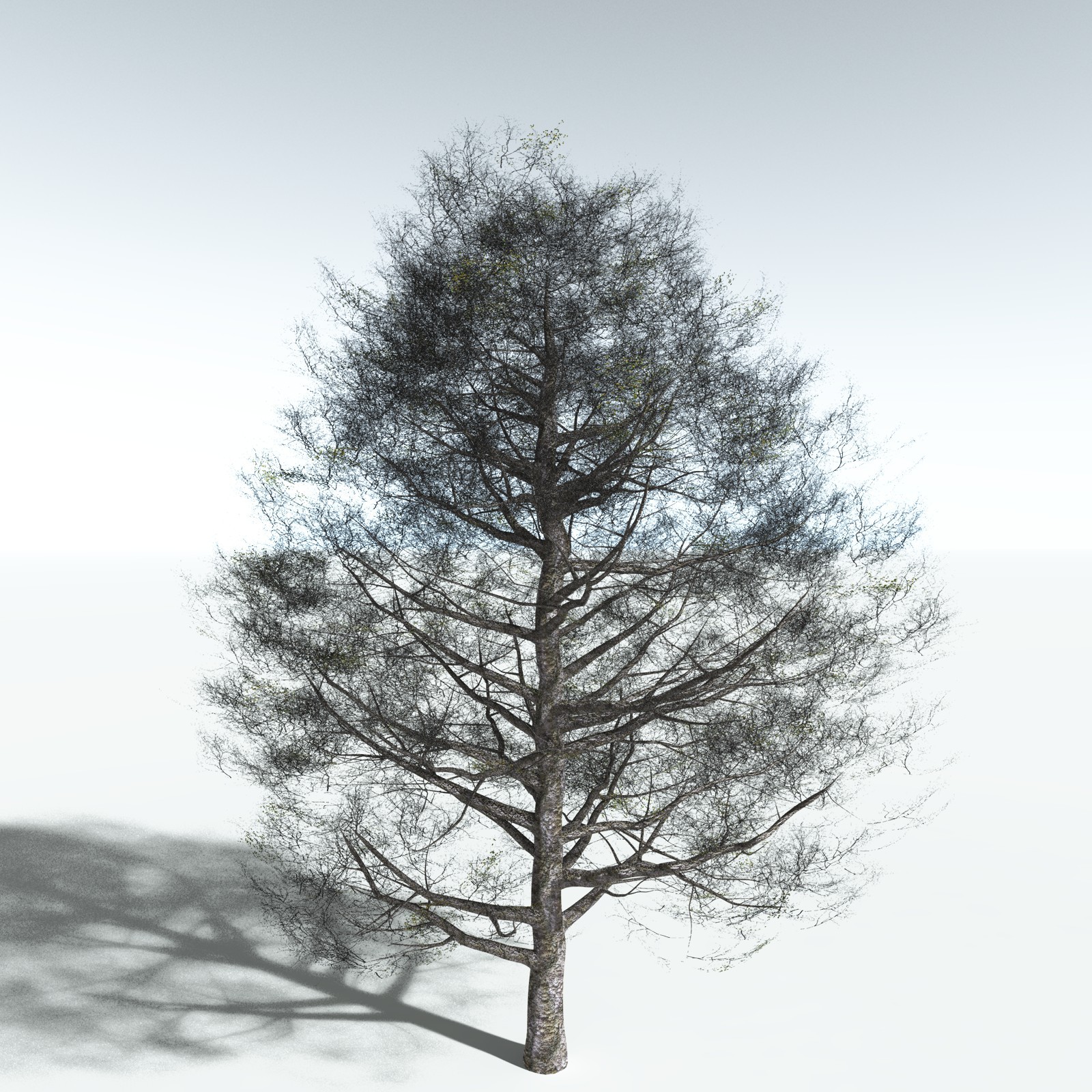 EVERYPlant Red Alder for Vue by N/A