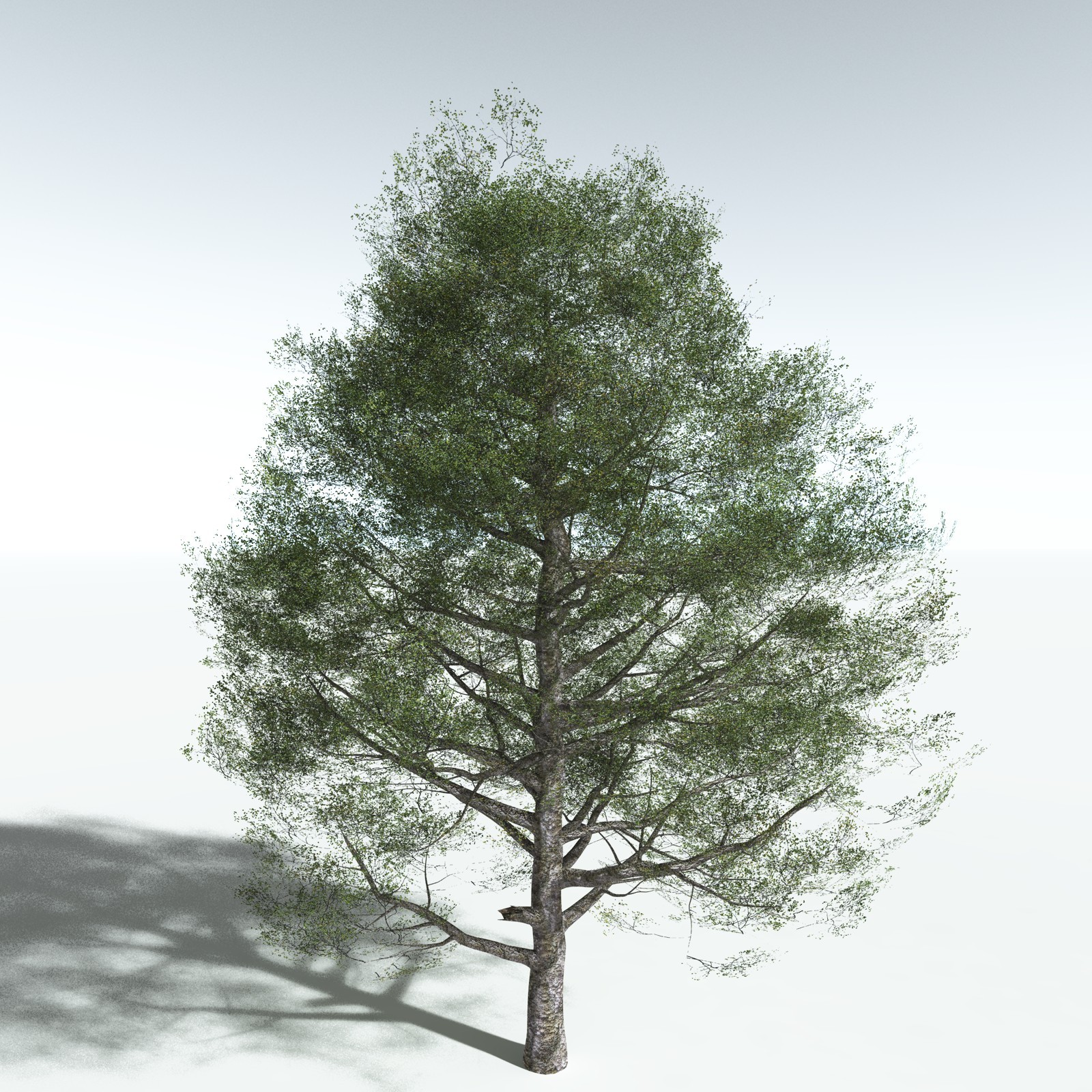 EVERYPlant Red Alder for Vue by N/A
