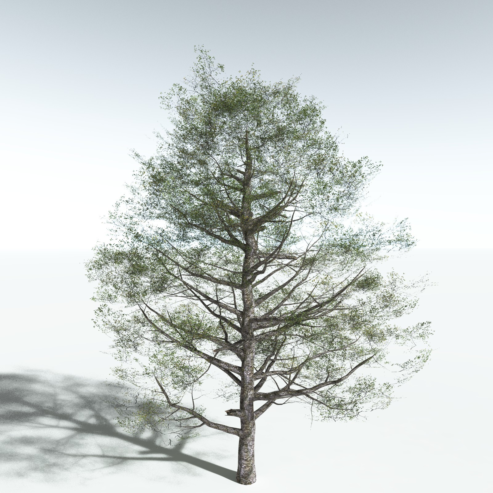 EVERYPlant Red Alder for Vue by N/A