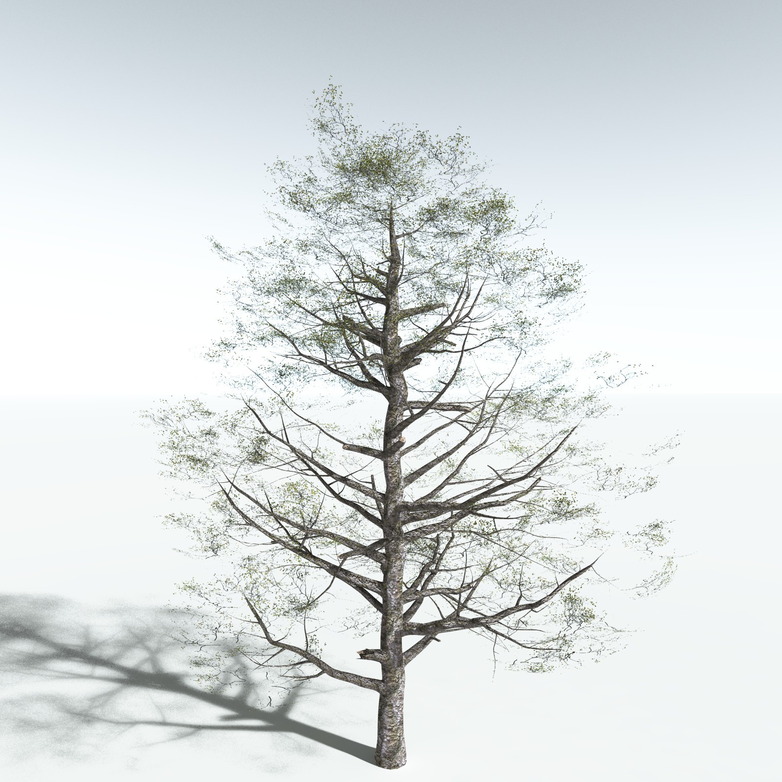 EVERYPlant Red Alder for Vue by N/A