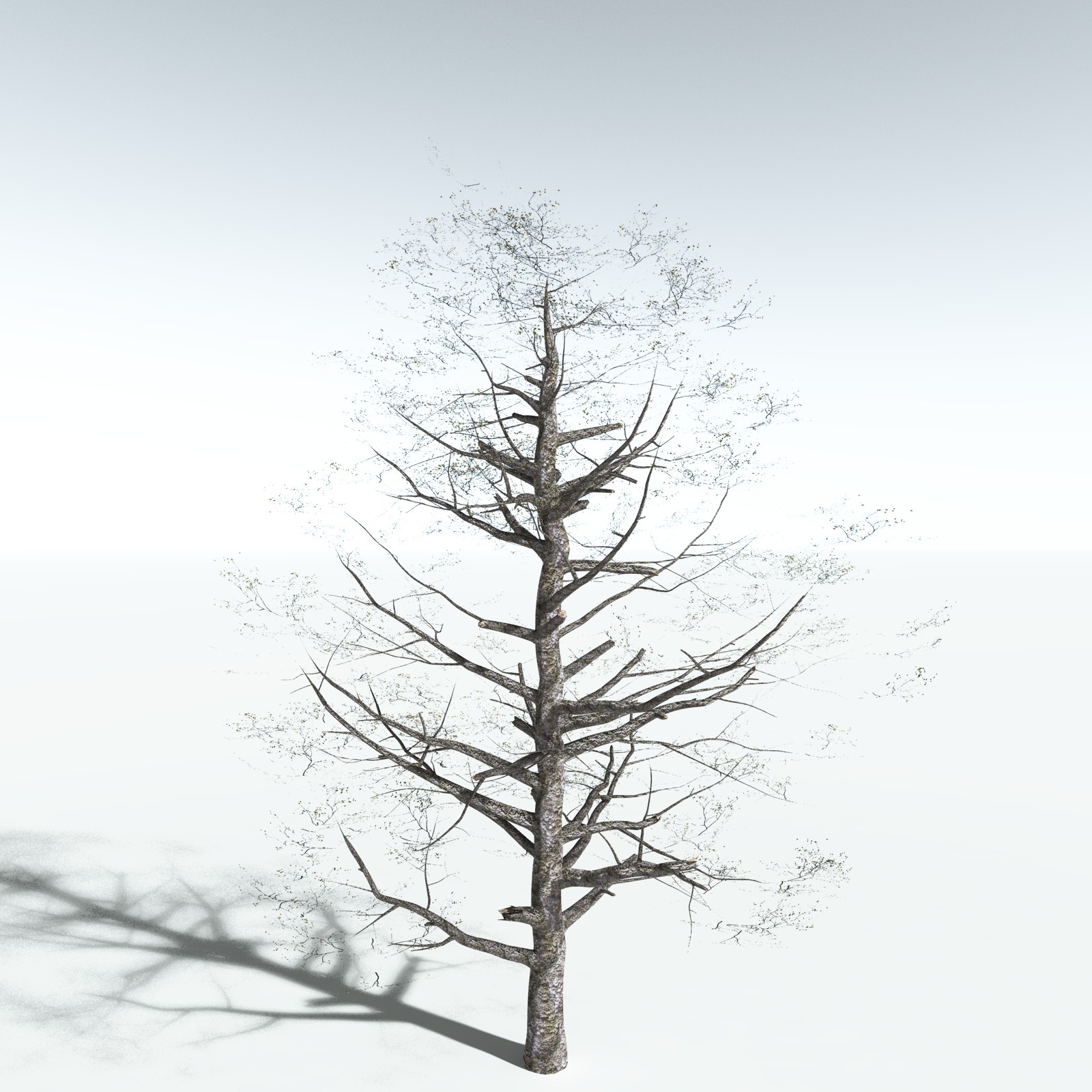 EVERYPlant Red Alder for Vue by N/A
