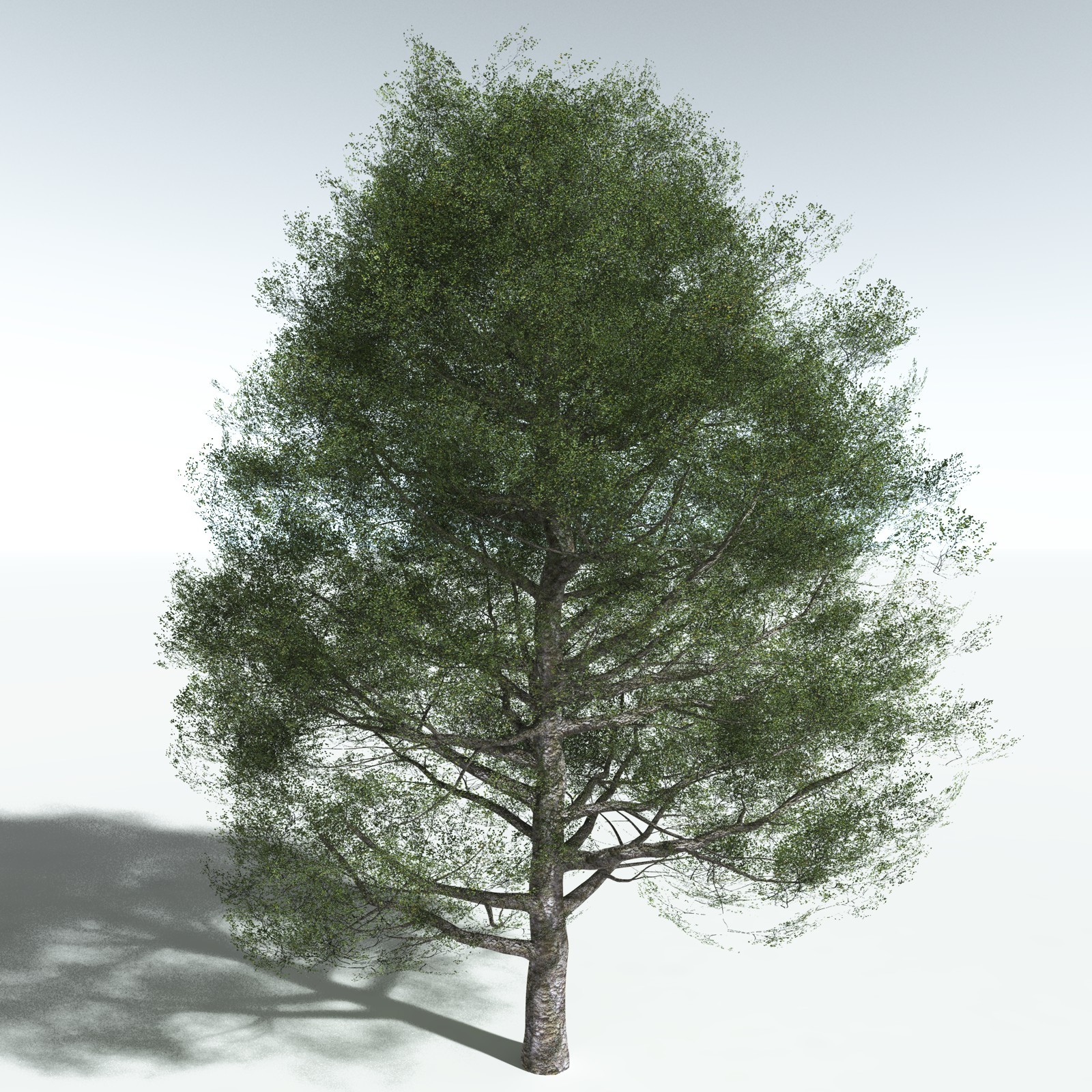 EVERYPlant Red Alder for Vue by N/A