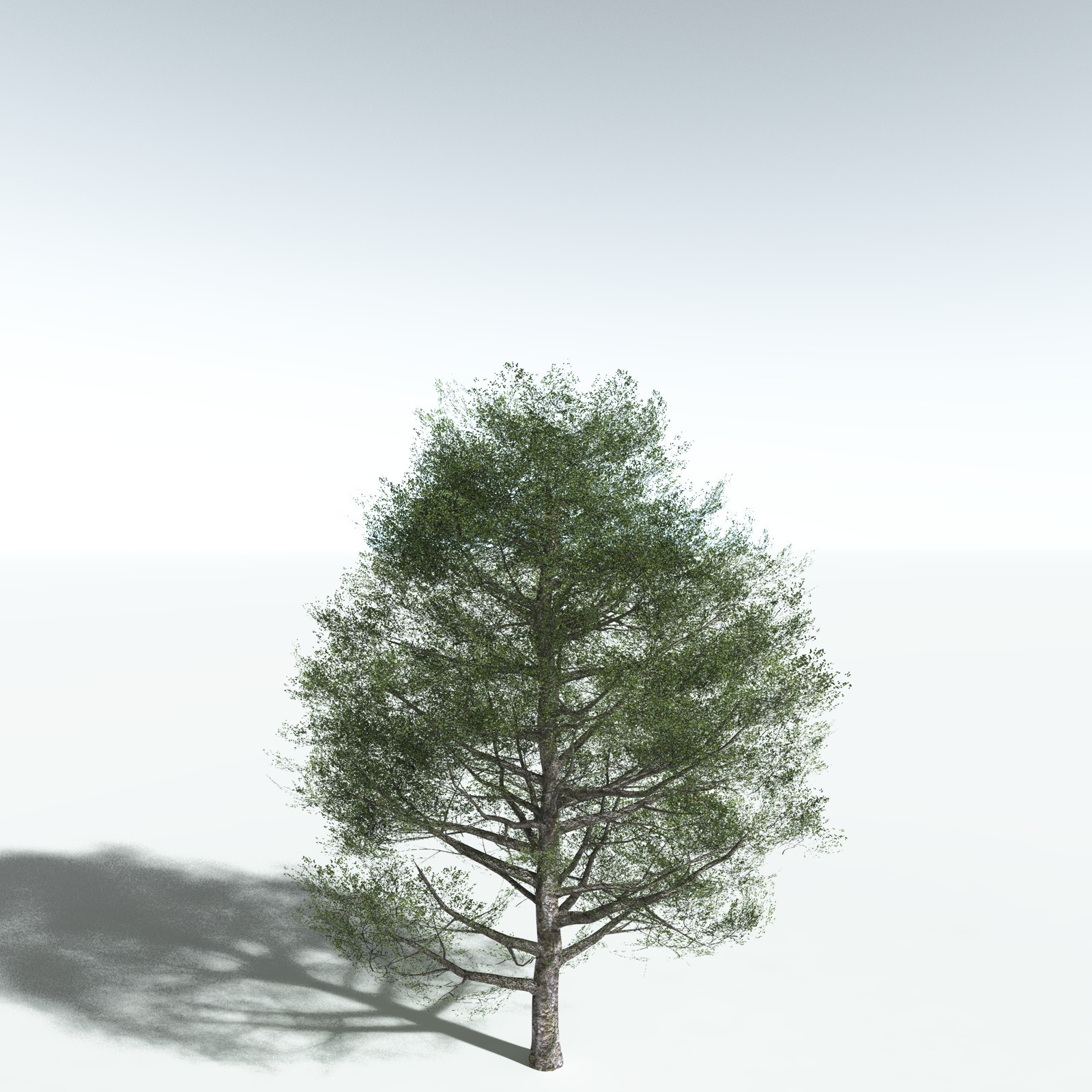 EVERYPlant Red Alder for Vue by N/A