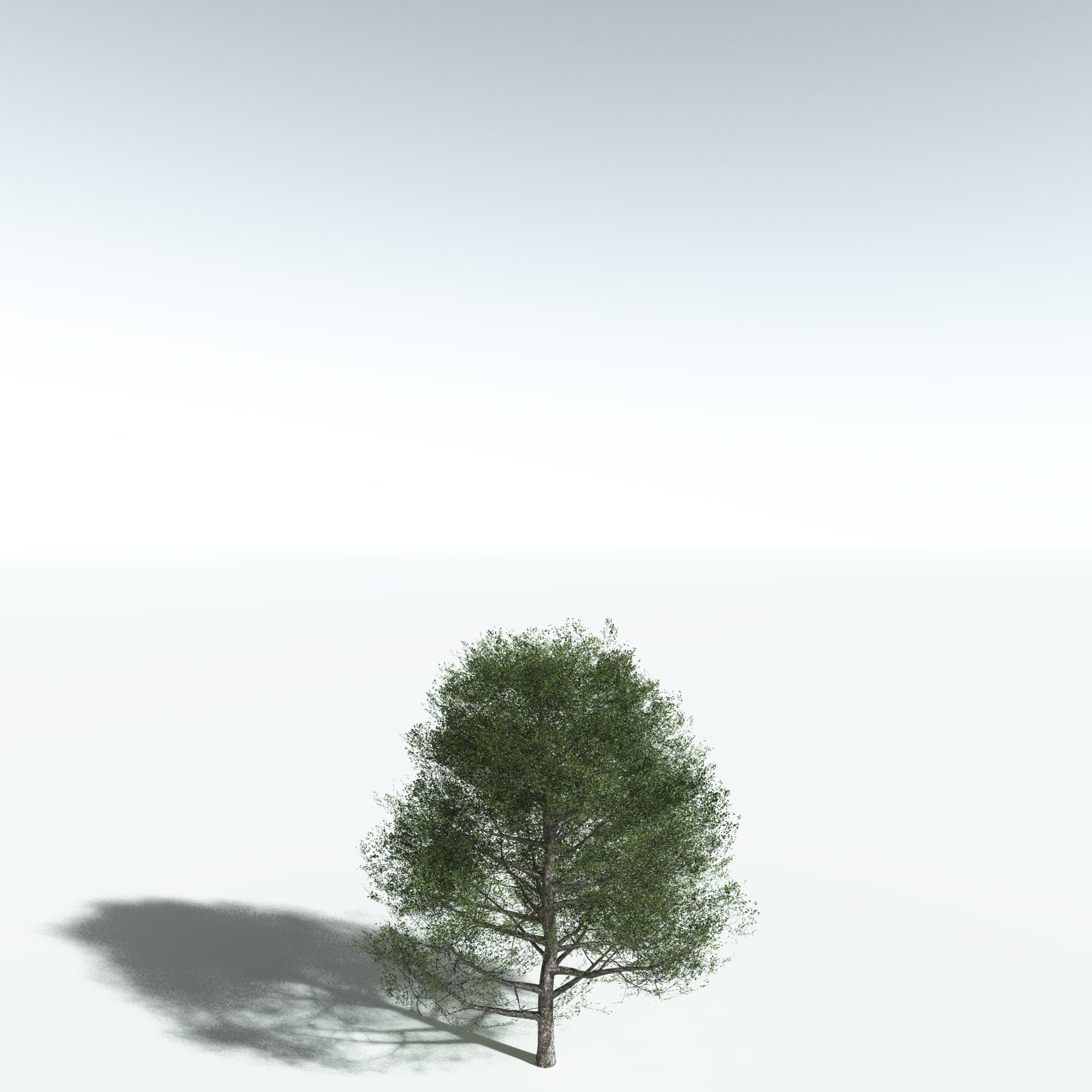 EVERYPlant Red Alder for Vue by N/A