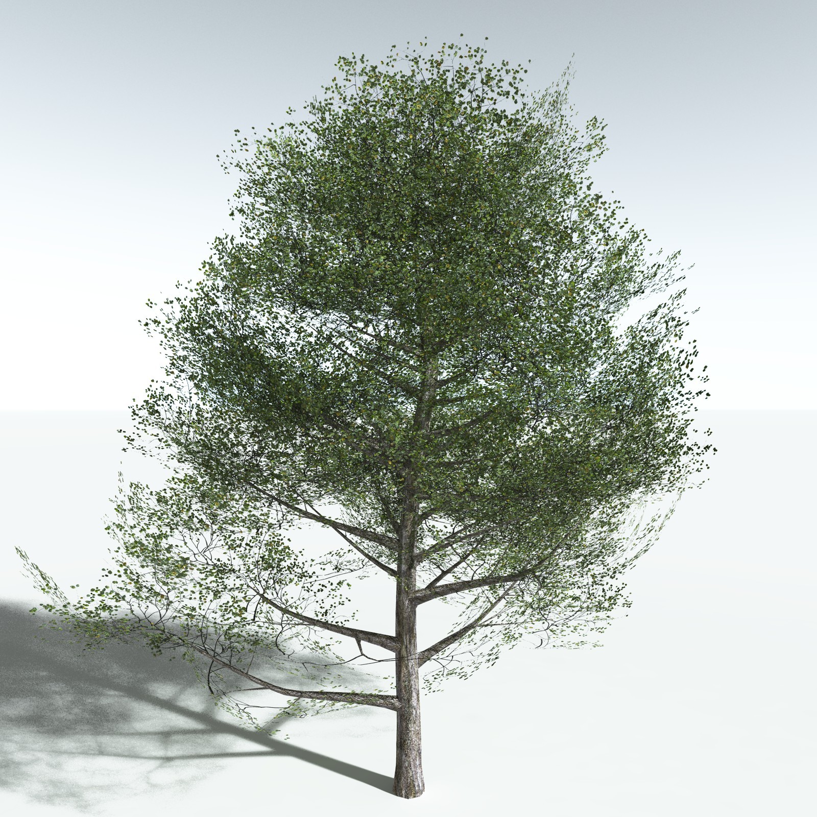 EVERYPlant Red Alder for Vue by N/A