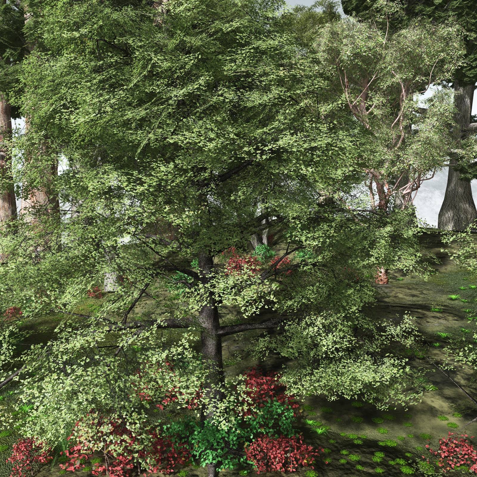 EVERYPlant Redwood Forest Biome for Vue by N/A