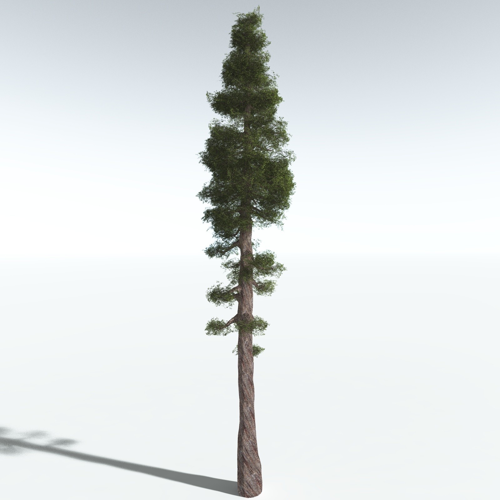 EVERYPlant Redwood Forest Biome for Vue by N/A