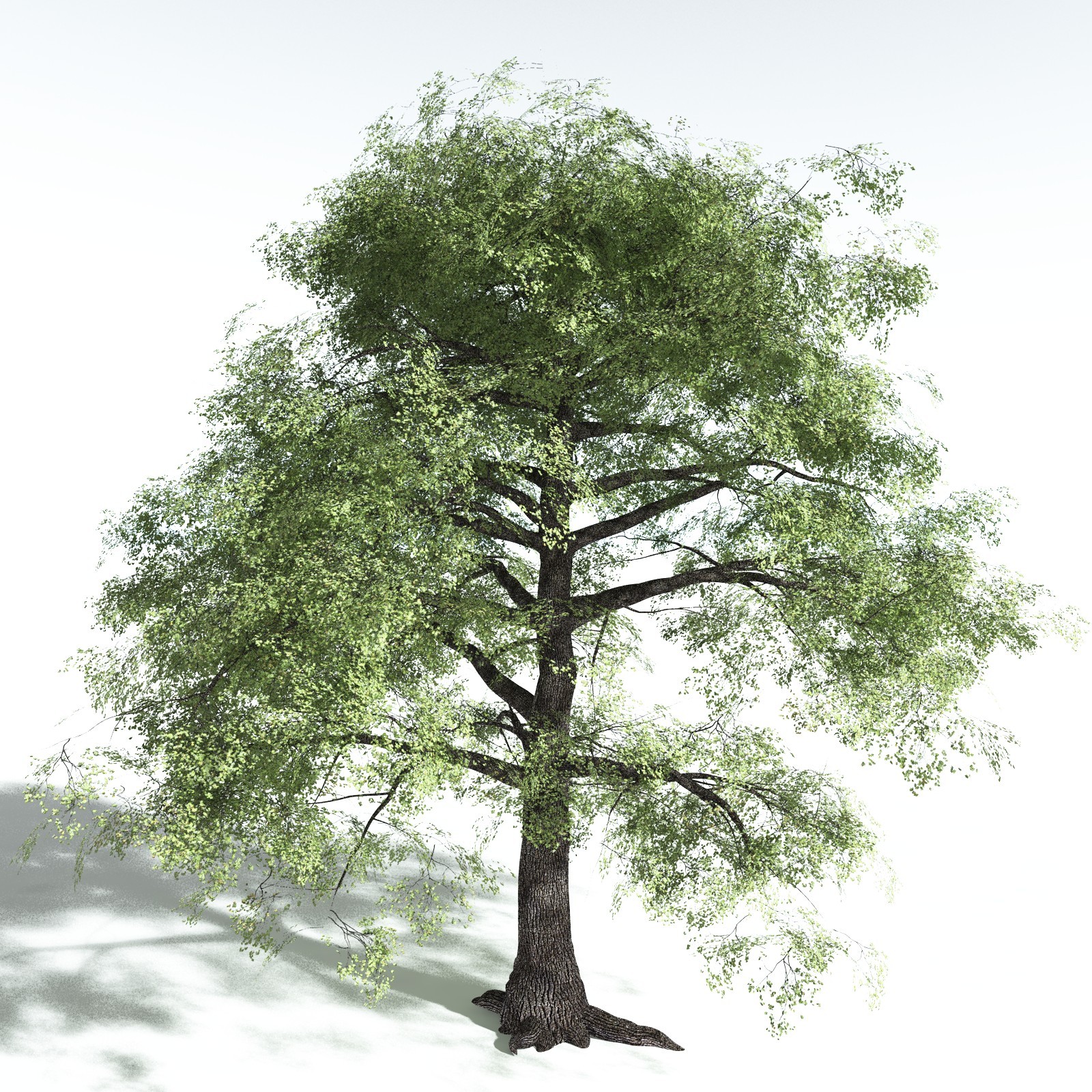 EVERYPlant Redwood Forest Biome for Vue by N/A