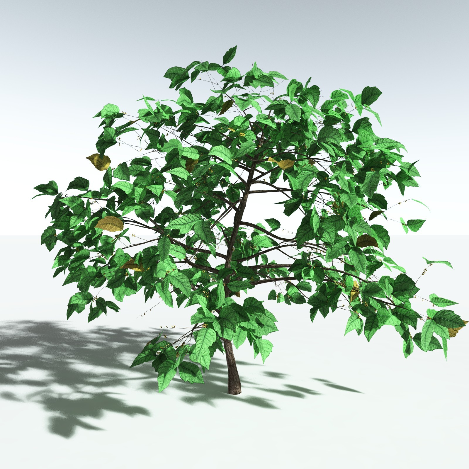 EVERYPlant Redwood Forest Biome for Vue by N/A