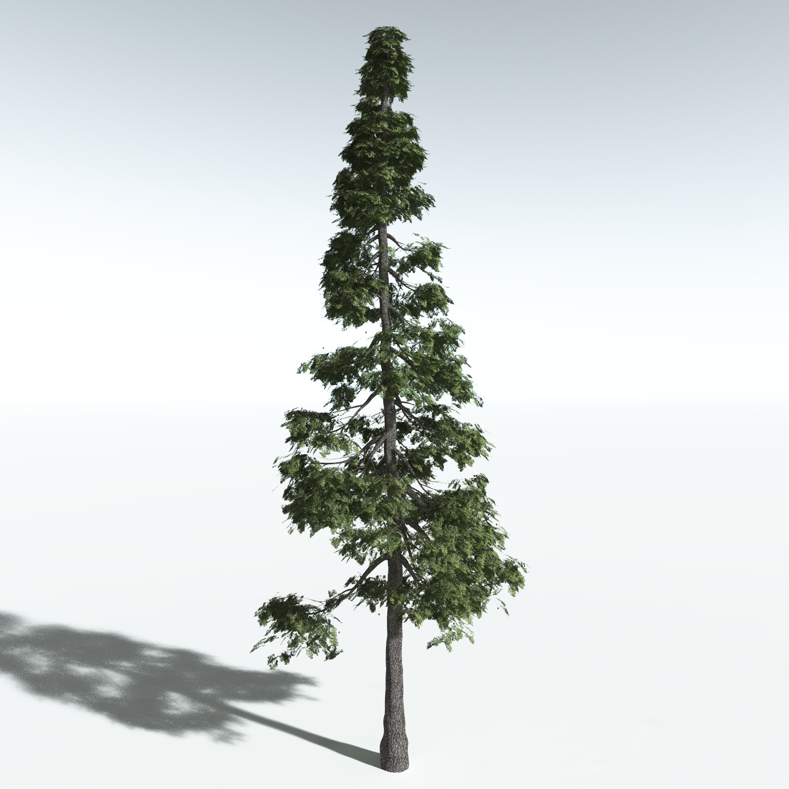 EVERYPlant Redwood Forest Biome for Vue by N/A