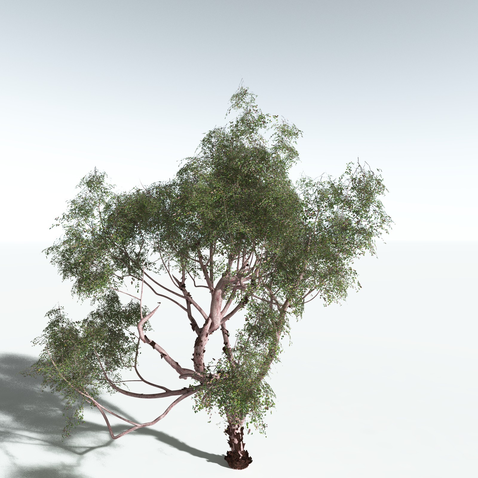 EVERYPlant Redwood Forest Biome for Vue by N/A
